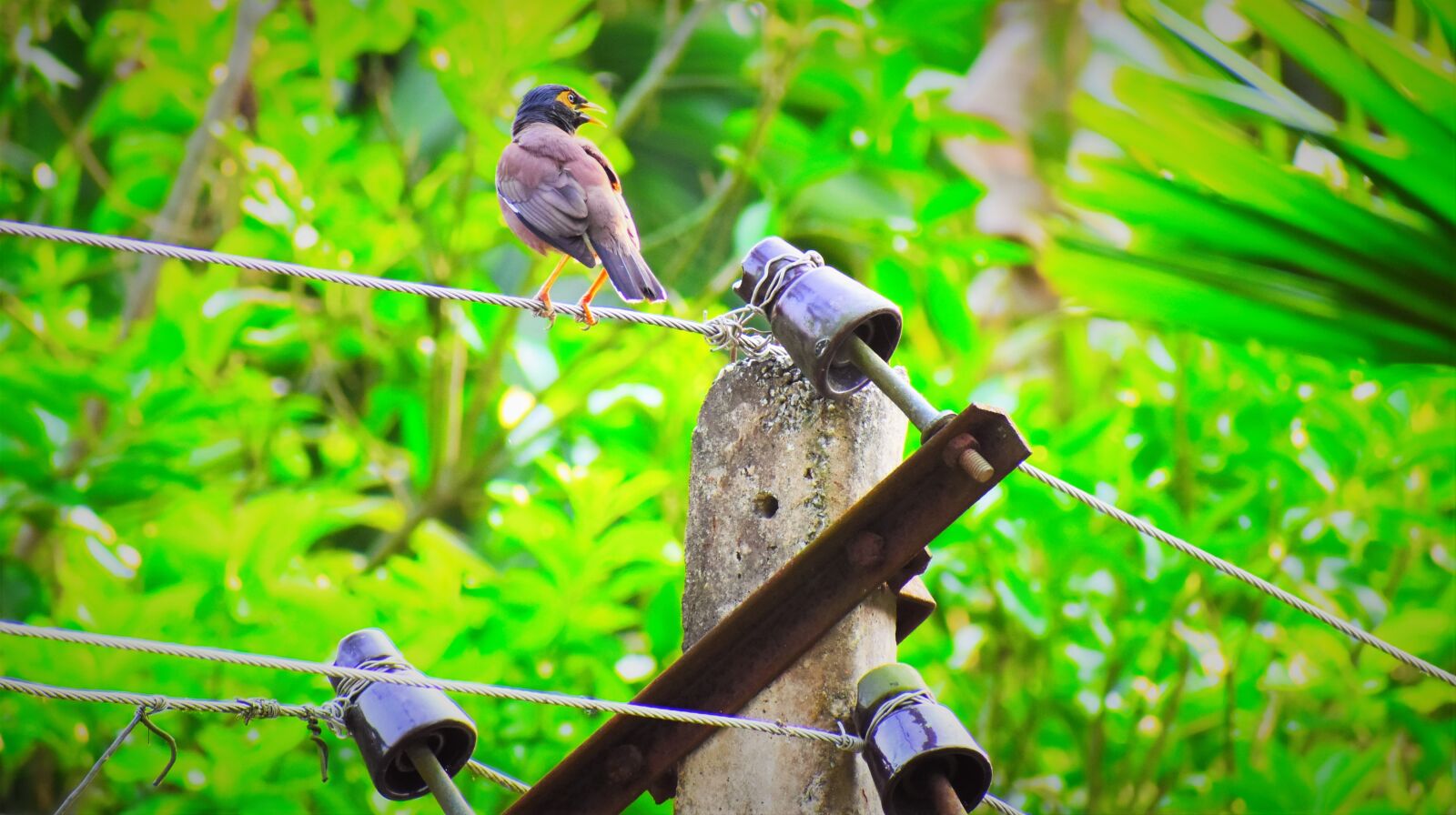 Nikon D5600 sample photo. Nature, bird, wildlife photography