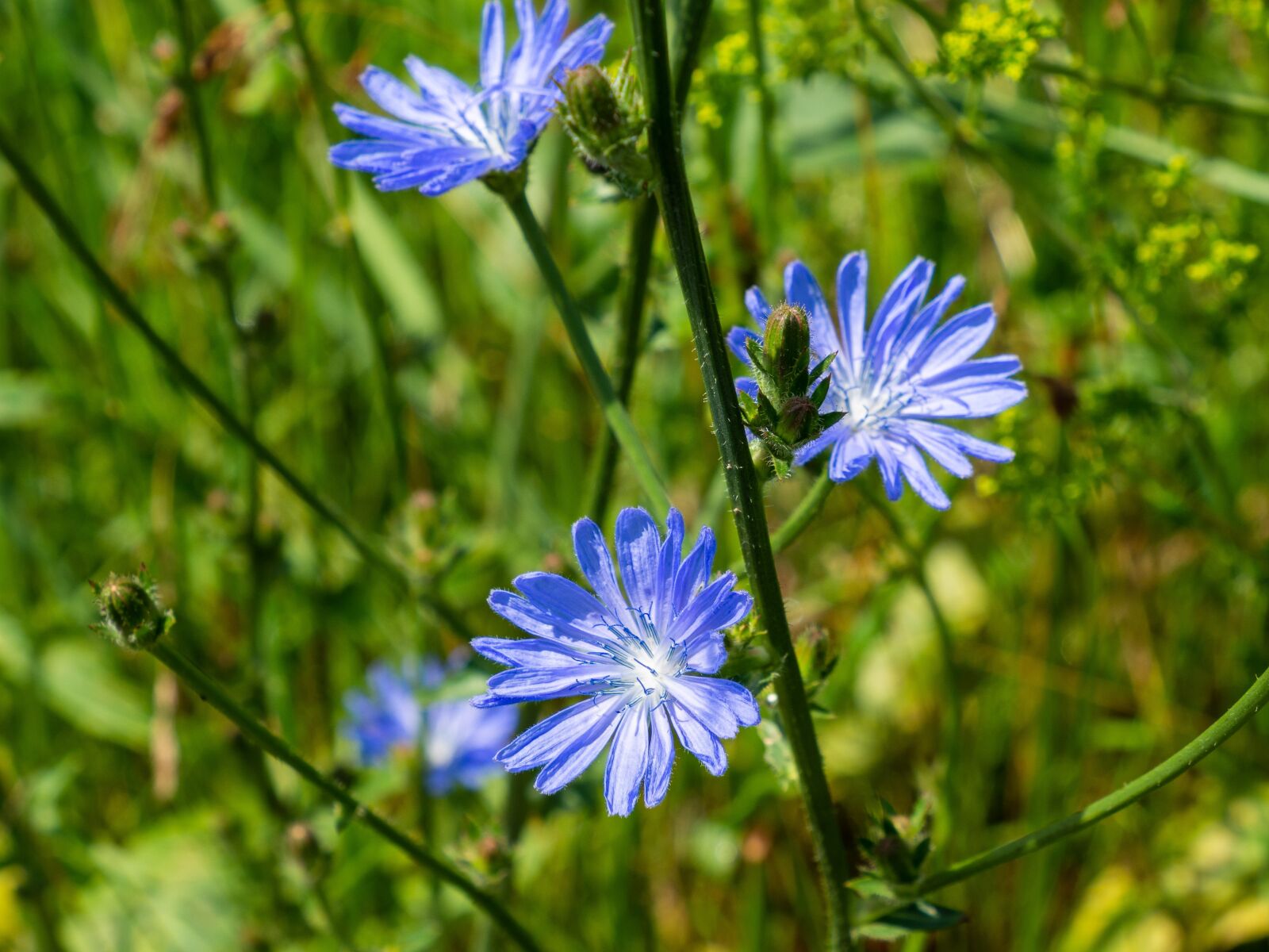 Olympus M.Zuiko Digital ED 12-200mm F3.5-6.3 sample photo. Chicory, flower, path photography