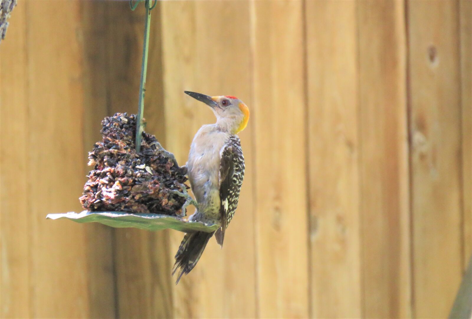 Canon PowerShot SX60 HS sample photo. Bird, woodpecker, wildlife photography