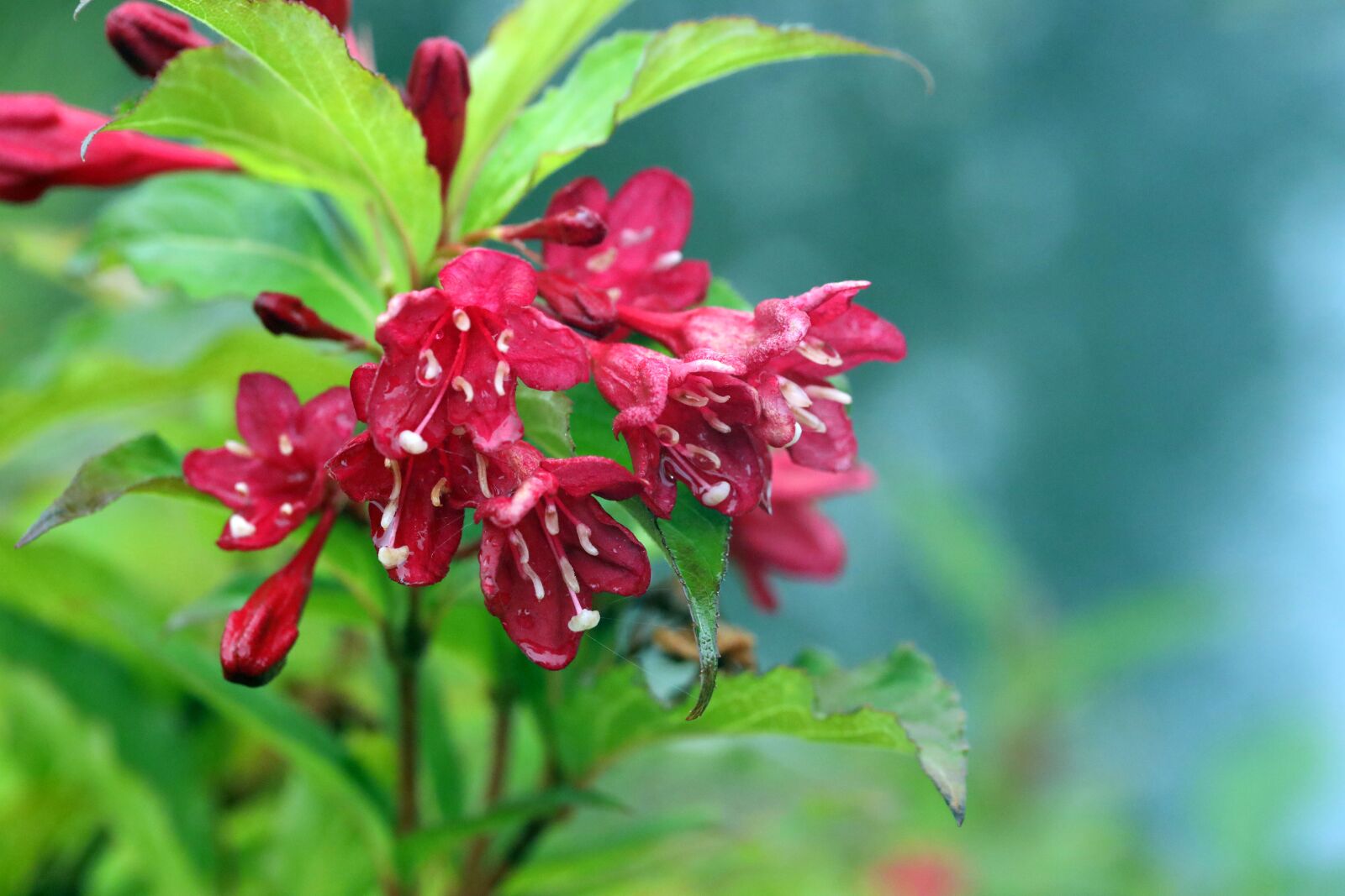 Canon EF 100mm F2.8L Macro IS USM sample photo. Flower, pink, nature photography