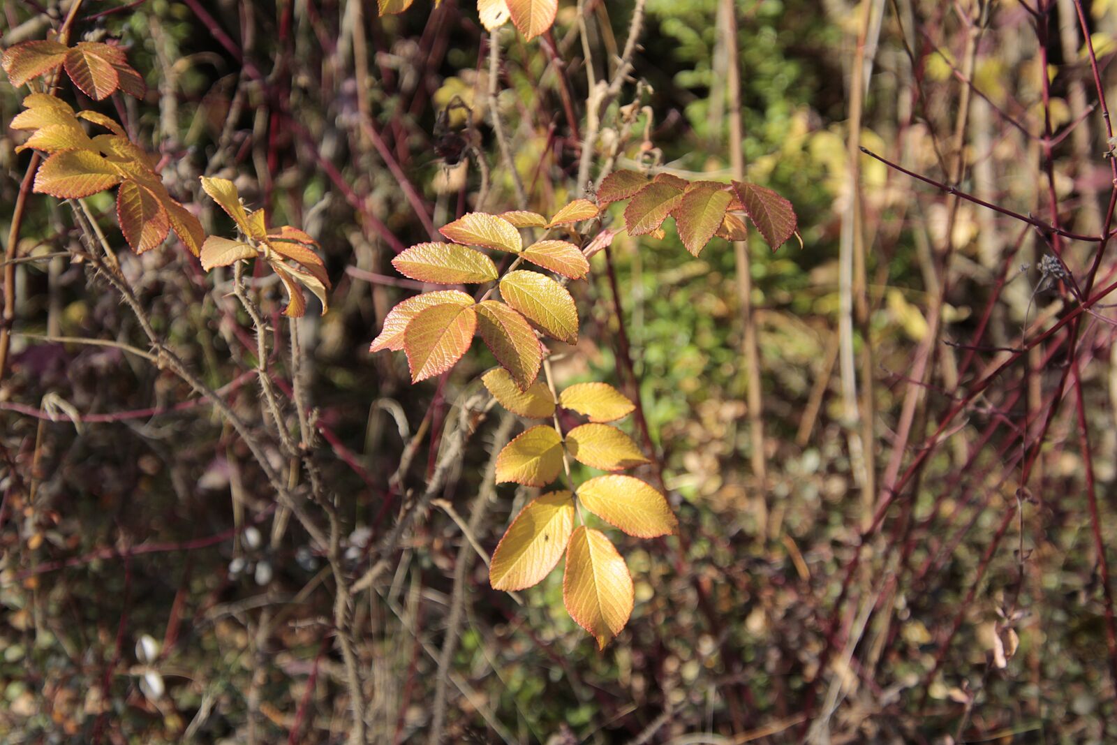 Canon EOS 700D (EOS Rebel T5i / EOS Kiss X7i) sample photo. Leaves, autumn, nature photography