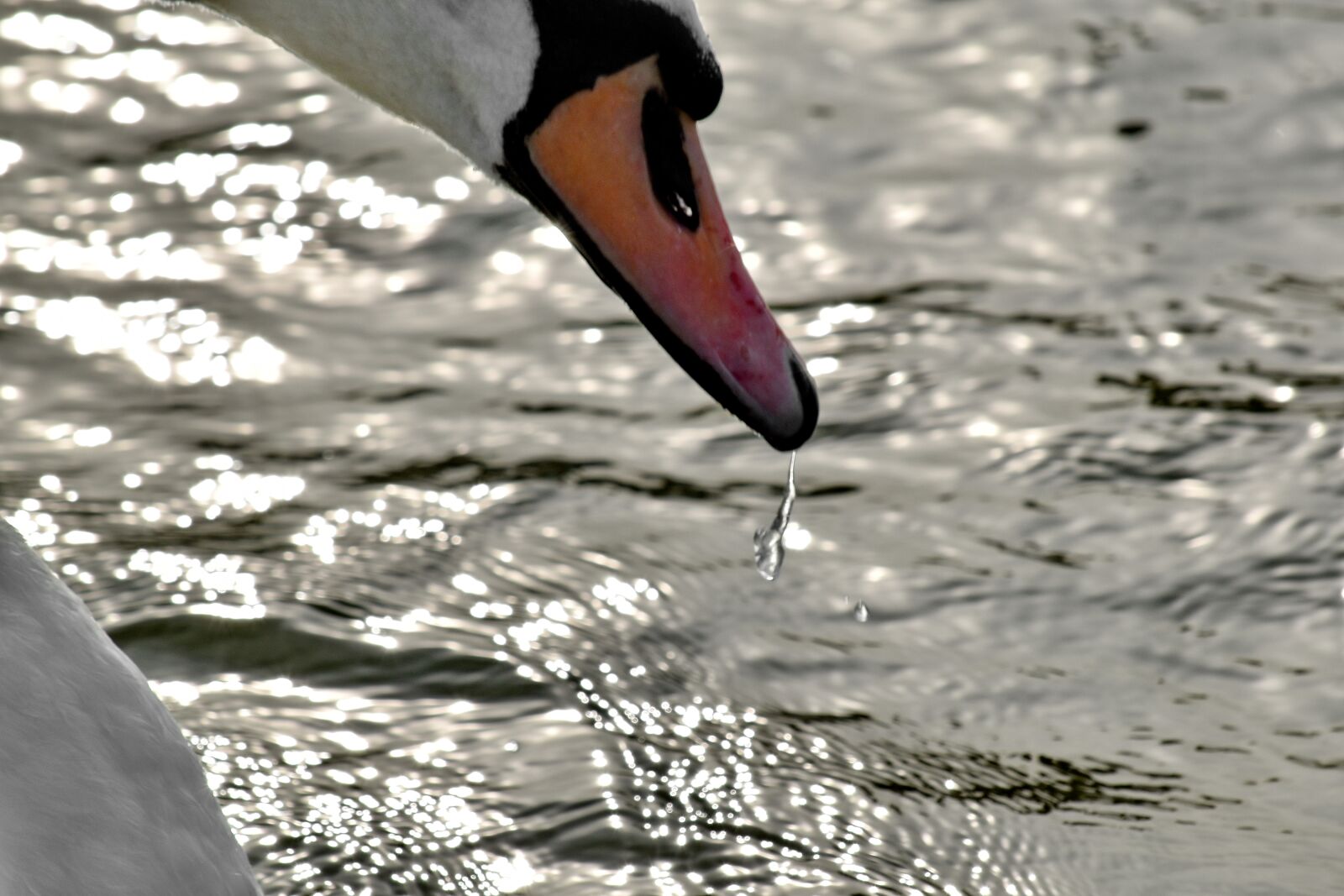 Nikon D5500 sample photo. Beak, purity, splash, swan photography