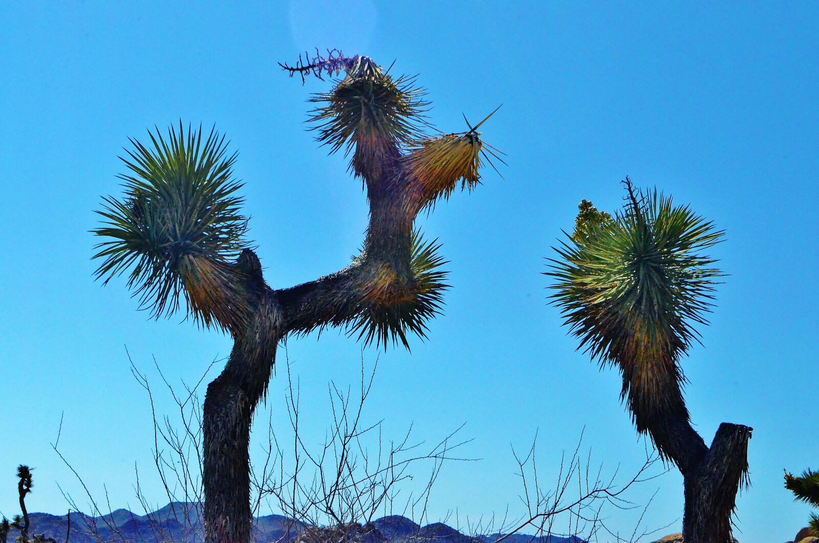 Nikon D5100 sample photo. Joshua trees, joshua tree photography