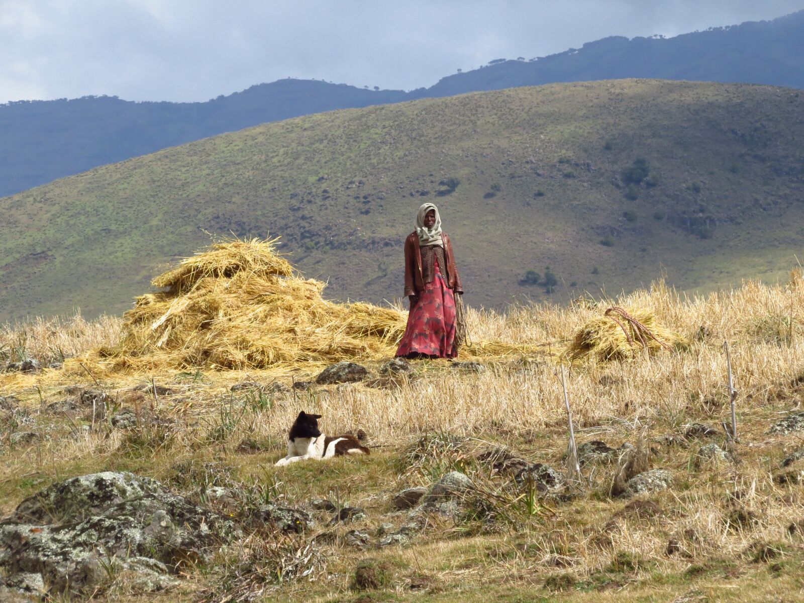 Canon PowerShot SX50 HS sample photo. Ethiopia, harvest, peasant photography