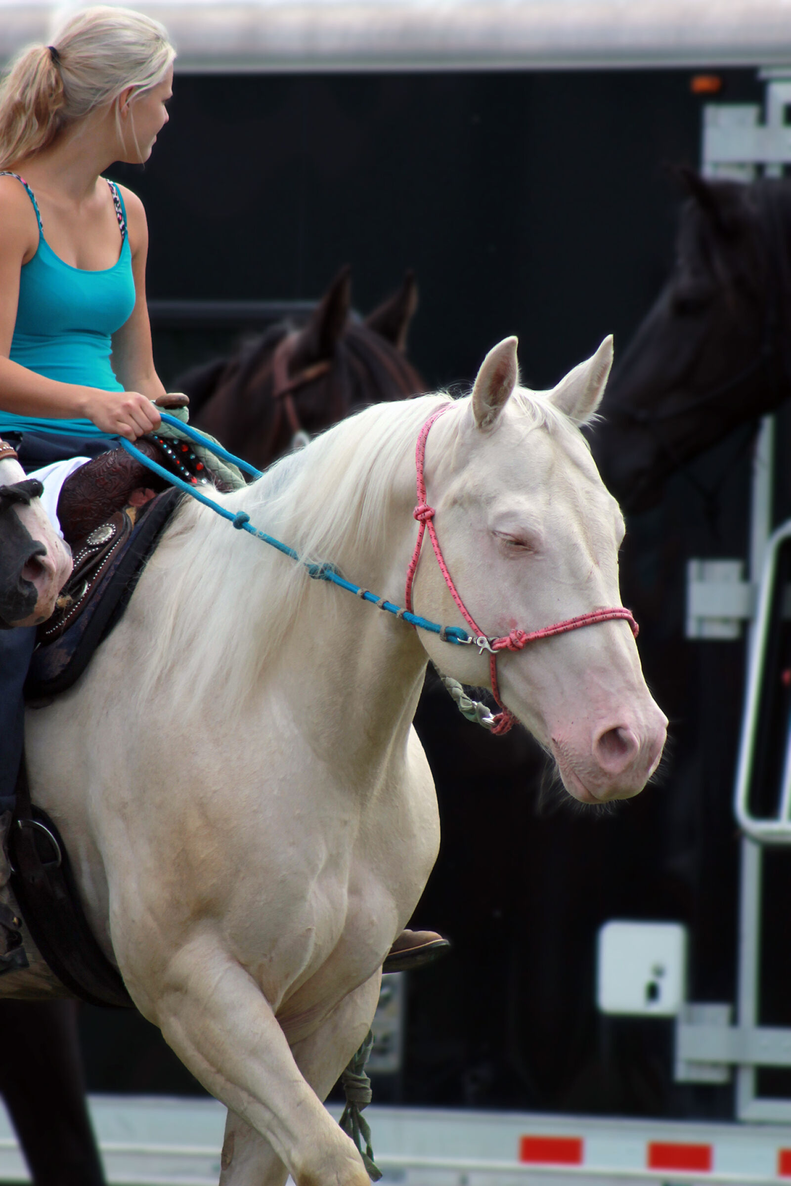 Canon EOS 1100D (EOS Rebel T3 / EOS Kiss X50) sample photo. Horse photography