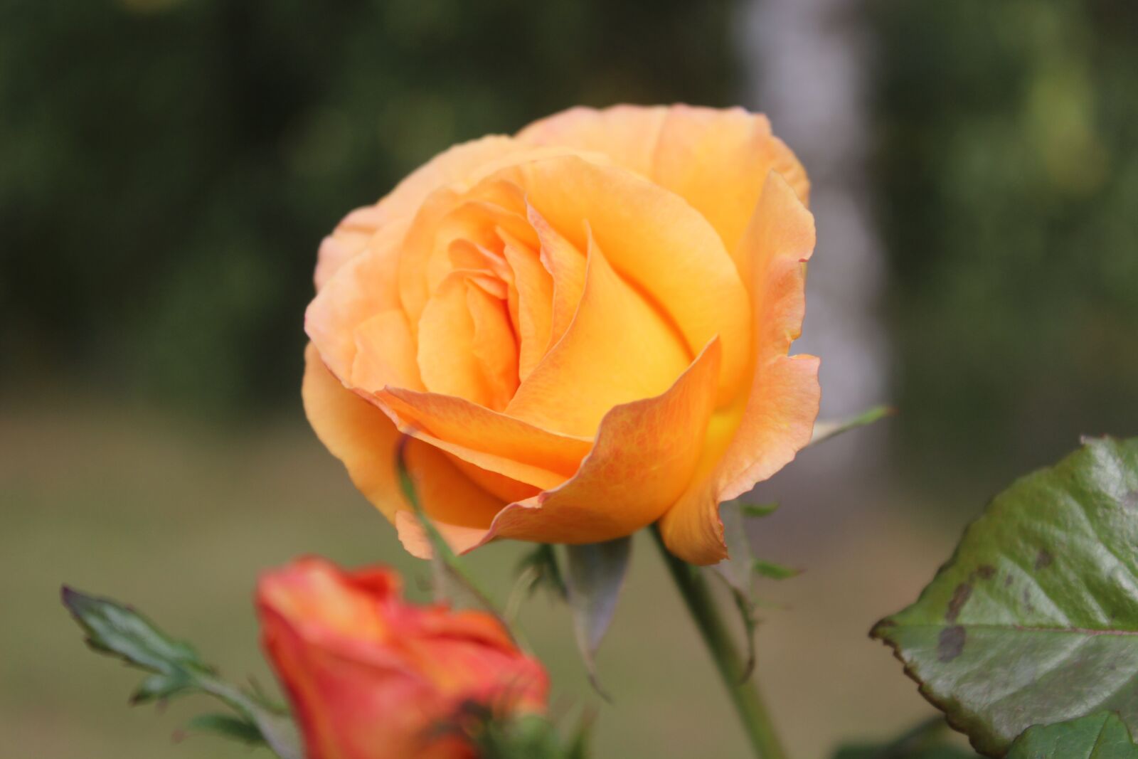Canon EOS 600D (Rebel EOS T3i / EOS Kiss X5) sample photo. Rose, yellow, blossom photography