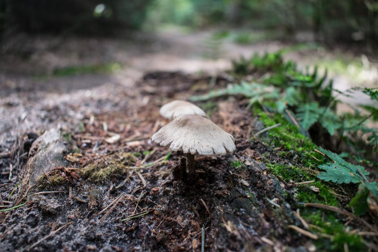 Nikon D5300 sample photo. Autumn, mushroom, forest photography