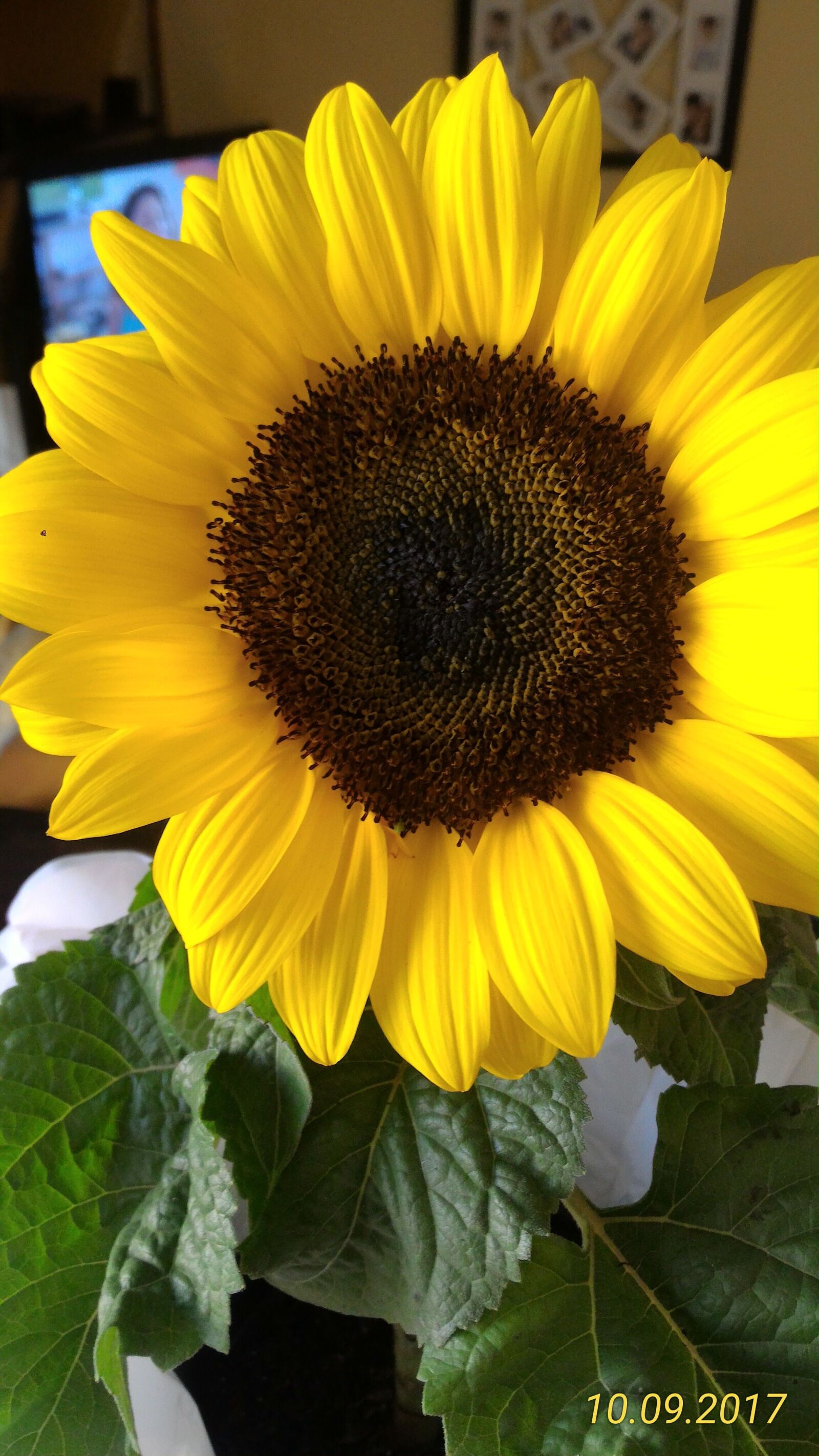 ASUS Z00AD sample photo. Sunflower, plant, yellow photography