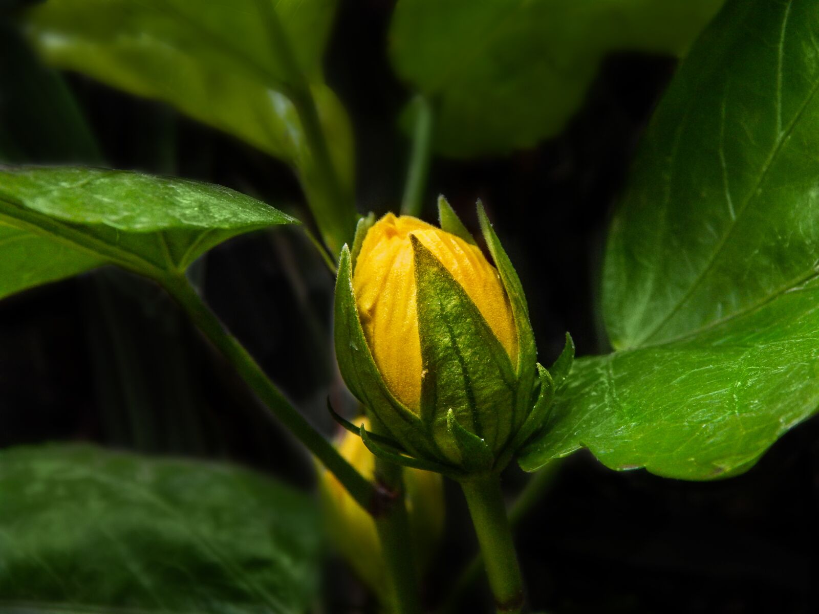 Nikon Coolpix L820 sample photo. Flower, yellow, flora photography