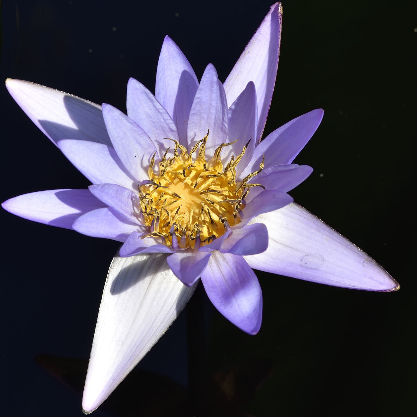 Nikon D750 sample photo. Lotus flower photography