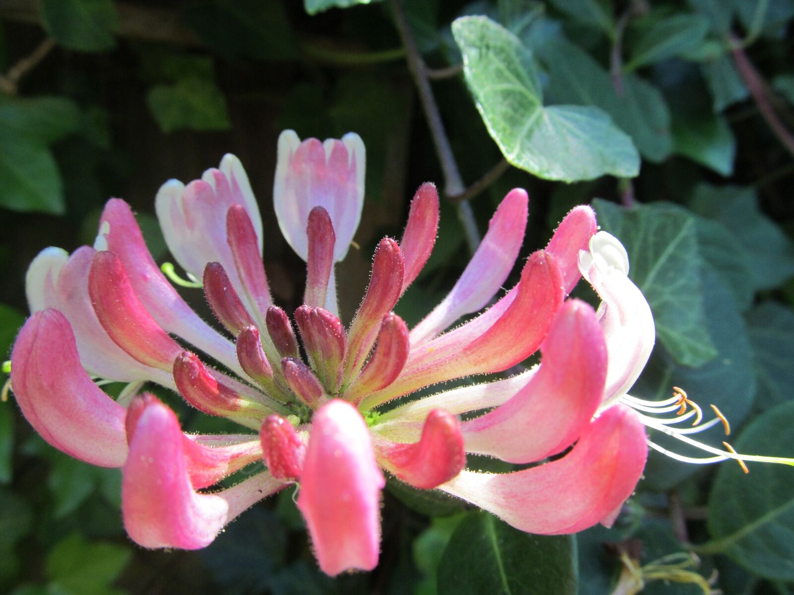 Canon PowerShot SX150 IS sample photo. Flower, nature, bloom photography