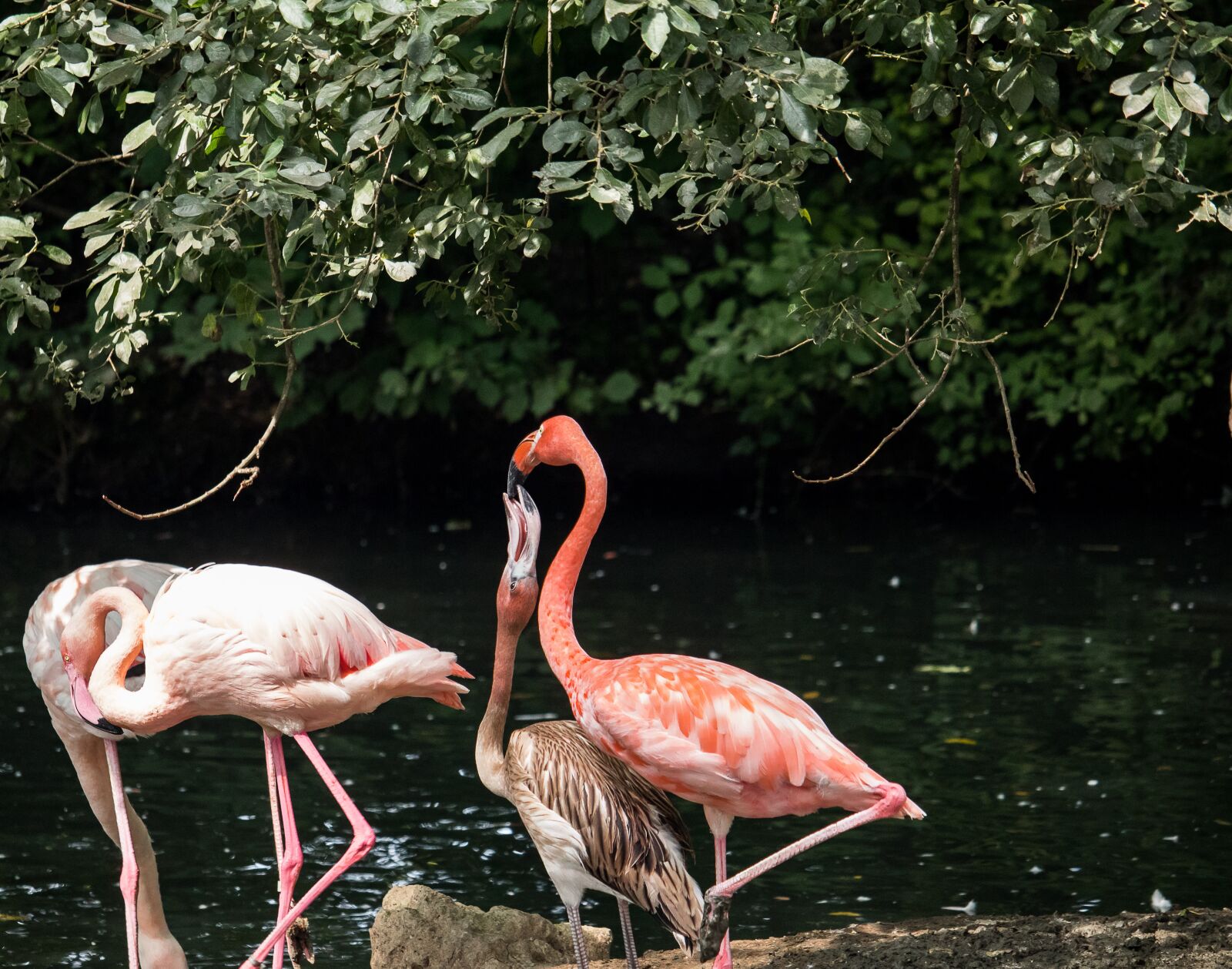 Canon EF-S 55-250mm F4-5.6 IS STM sample photo. Flamingo, bird, young animal photography