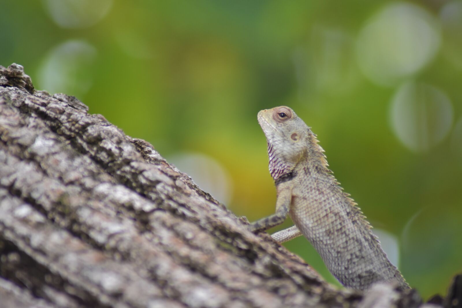 Nikon D5500 sample photo. Wild, green, nature photography