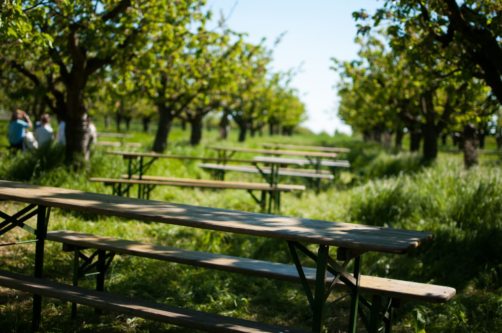 Nikon D300S sample photo. Orchard, cherry trees, grass photography
