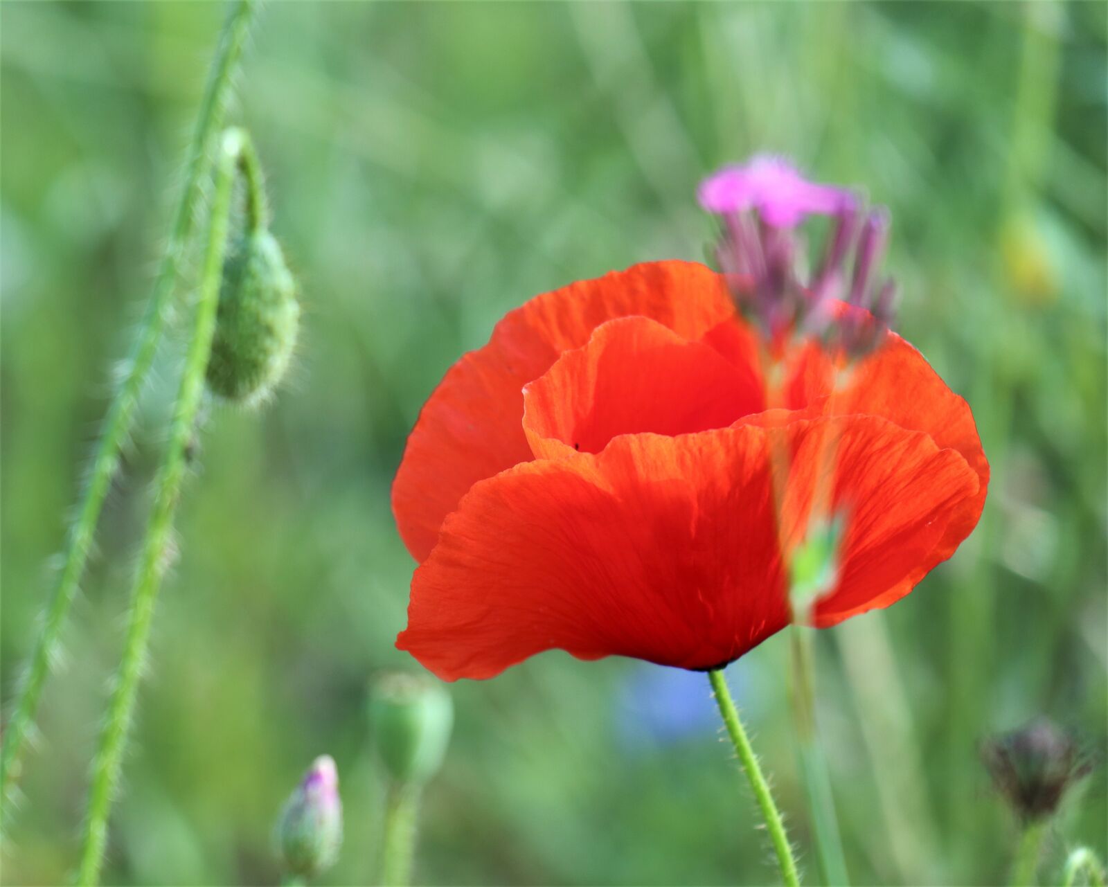 Canon EOS M6 sample photo. Poppy, red, meadow photography
