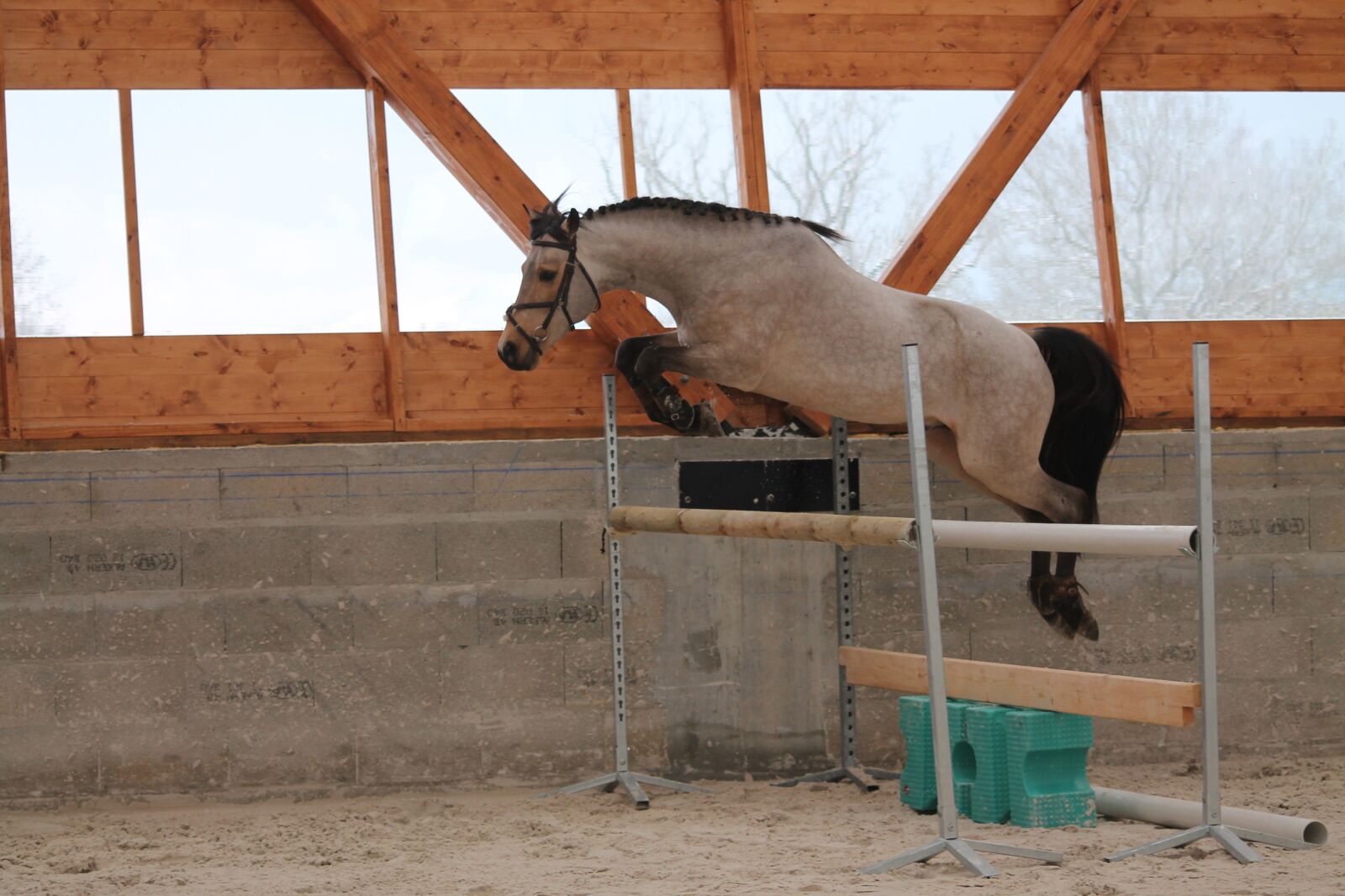 Canon EOS 1100D (EOS Rebel T3 / EOS Kiss X50) sample photo. Pony, horse, standard photography