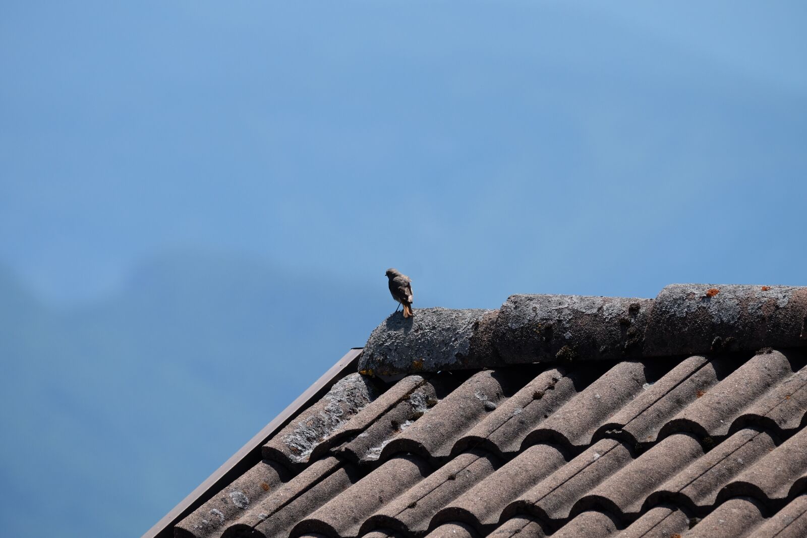 Fujifilm XF 100-400mm F4.5-5.6 R LM OIS WR sample photo. Bird, black redstart, mountain photography