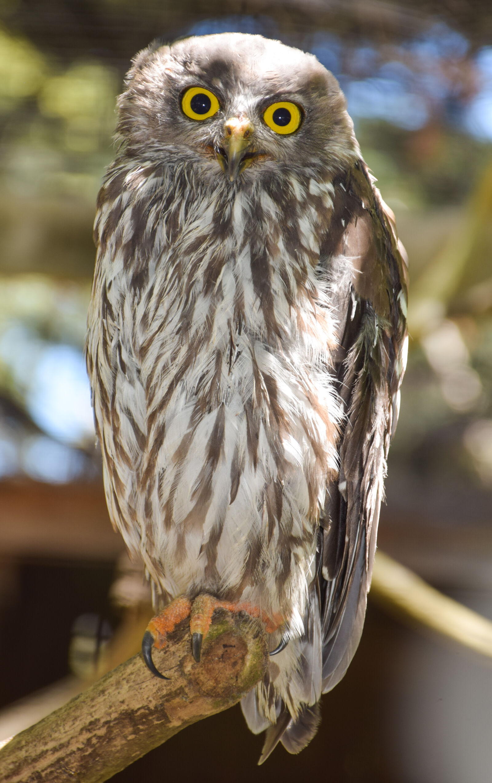 Nikon D5300 sample photo. Australia, bird, owl, owls photography