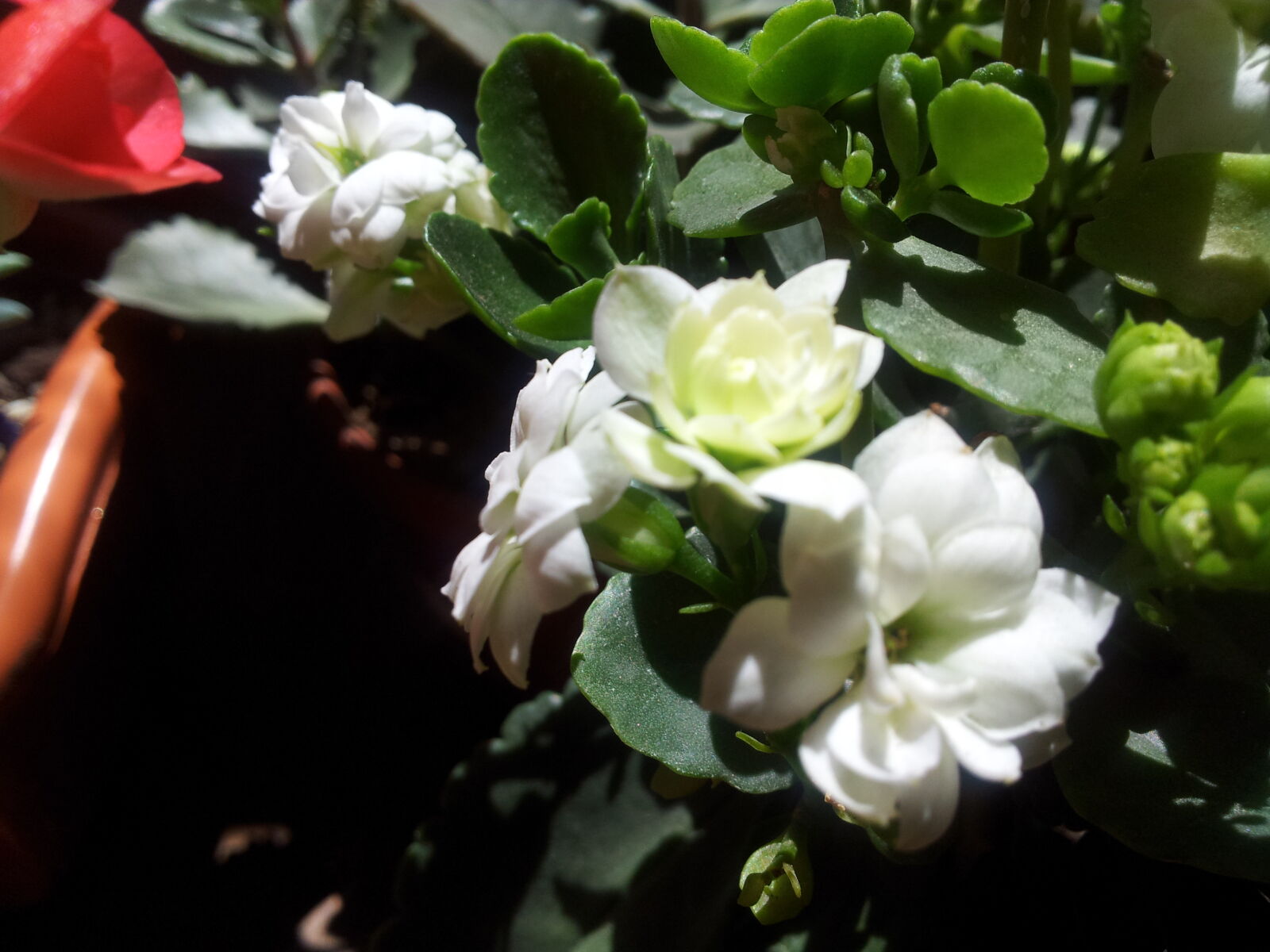 Samsung Galaxy Note sample photo. Flower photography