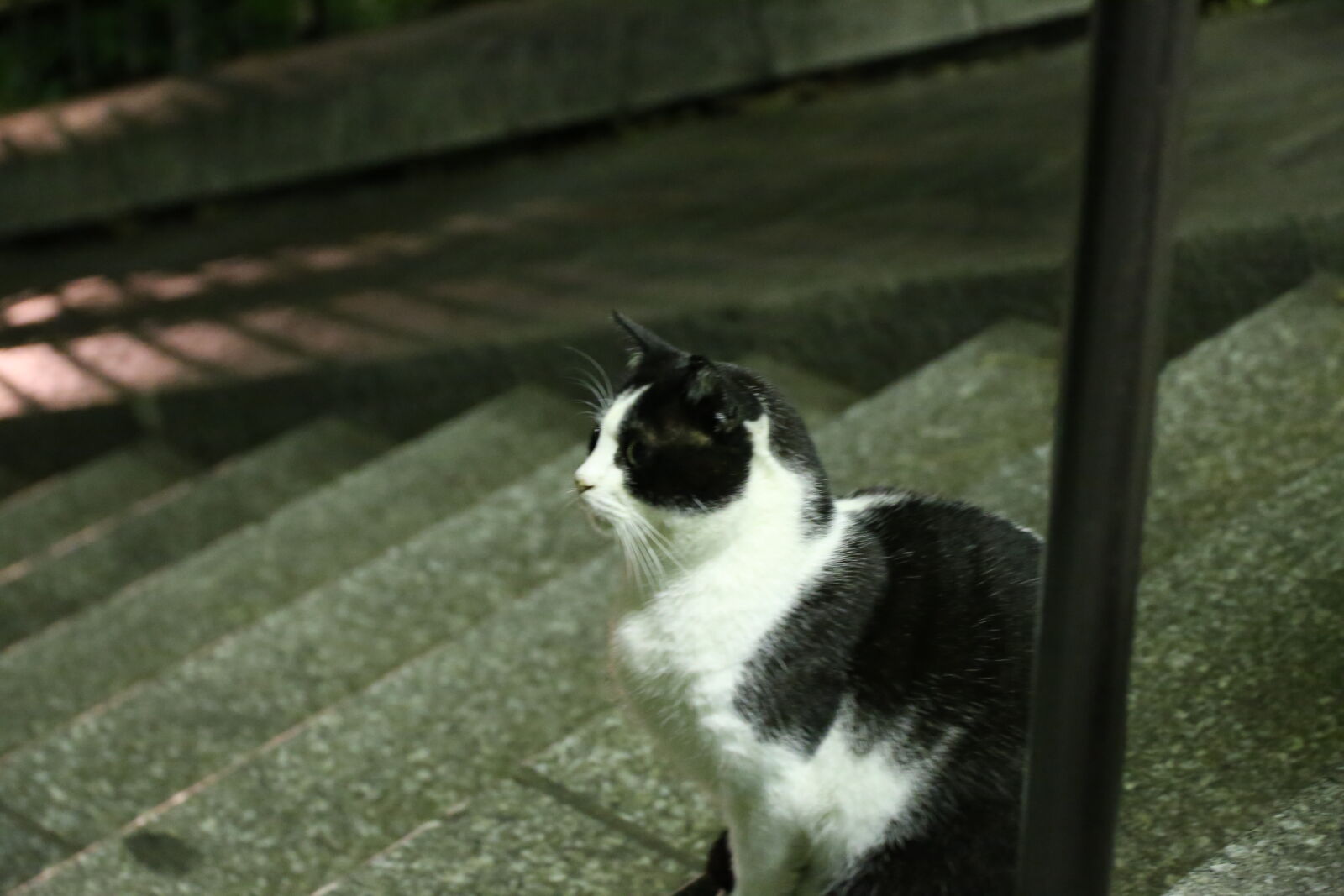 Canon EF 24-105mm F3.5-5.6 IS STM sample photo. Animal, black, cat, contemplation photography