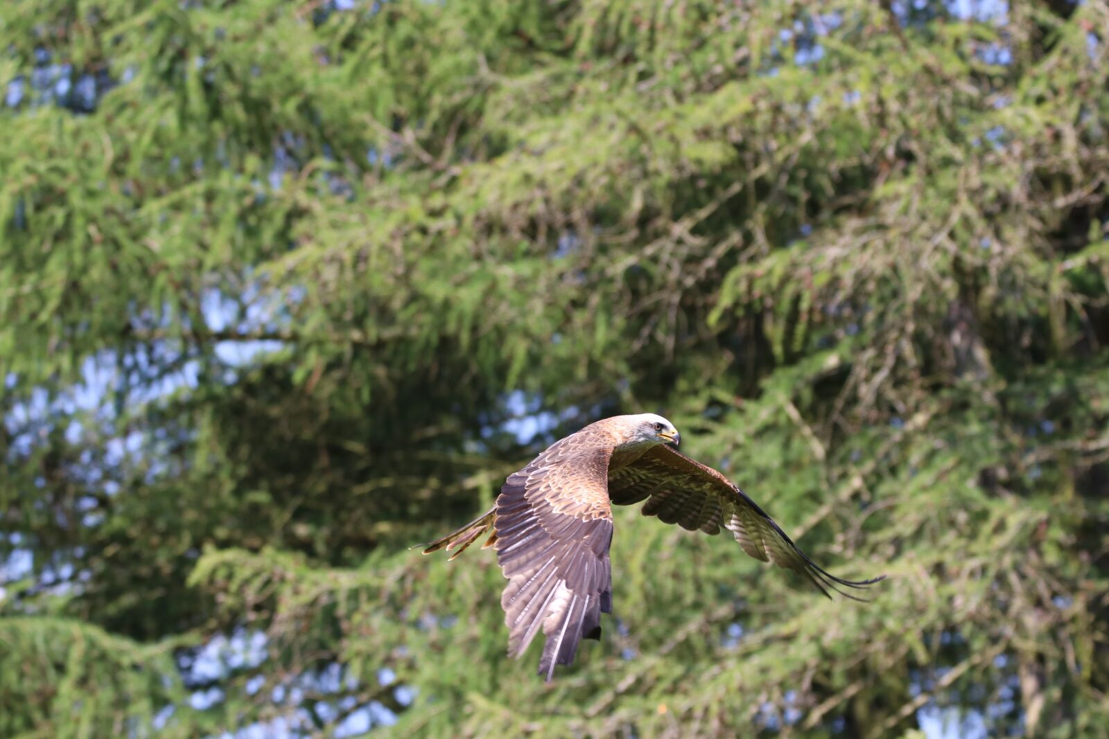 Canon EOS 80D sample photo. Kite, bird, raptor photography