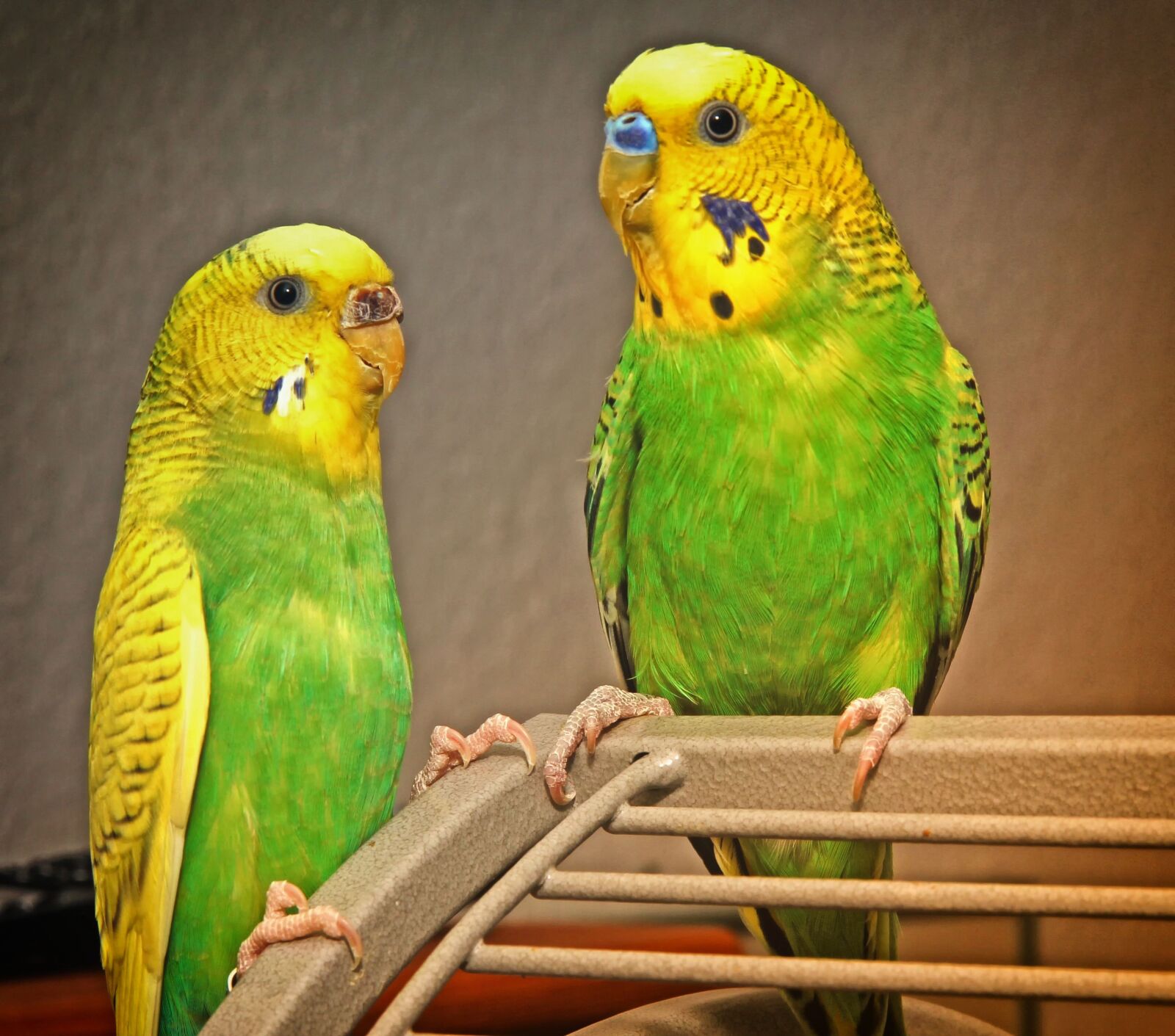 Canon EOS 550D (EOS Rebel T2i / EOS Kiss X4) sample photo. Budgie, pair, birds photography