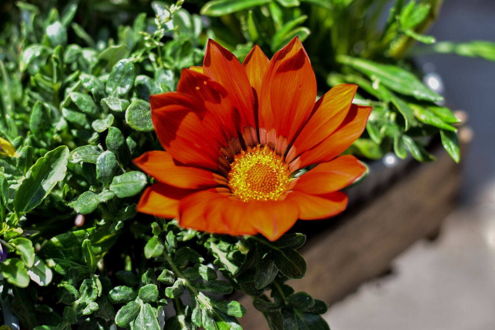 Nikon D3400 sample photo. Flower, nature, spring photography