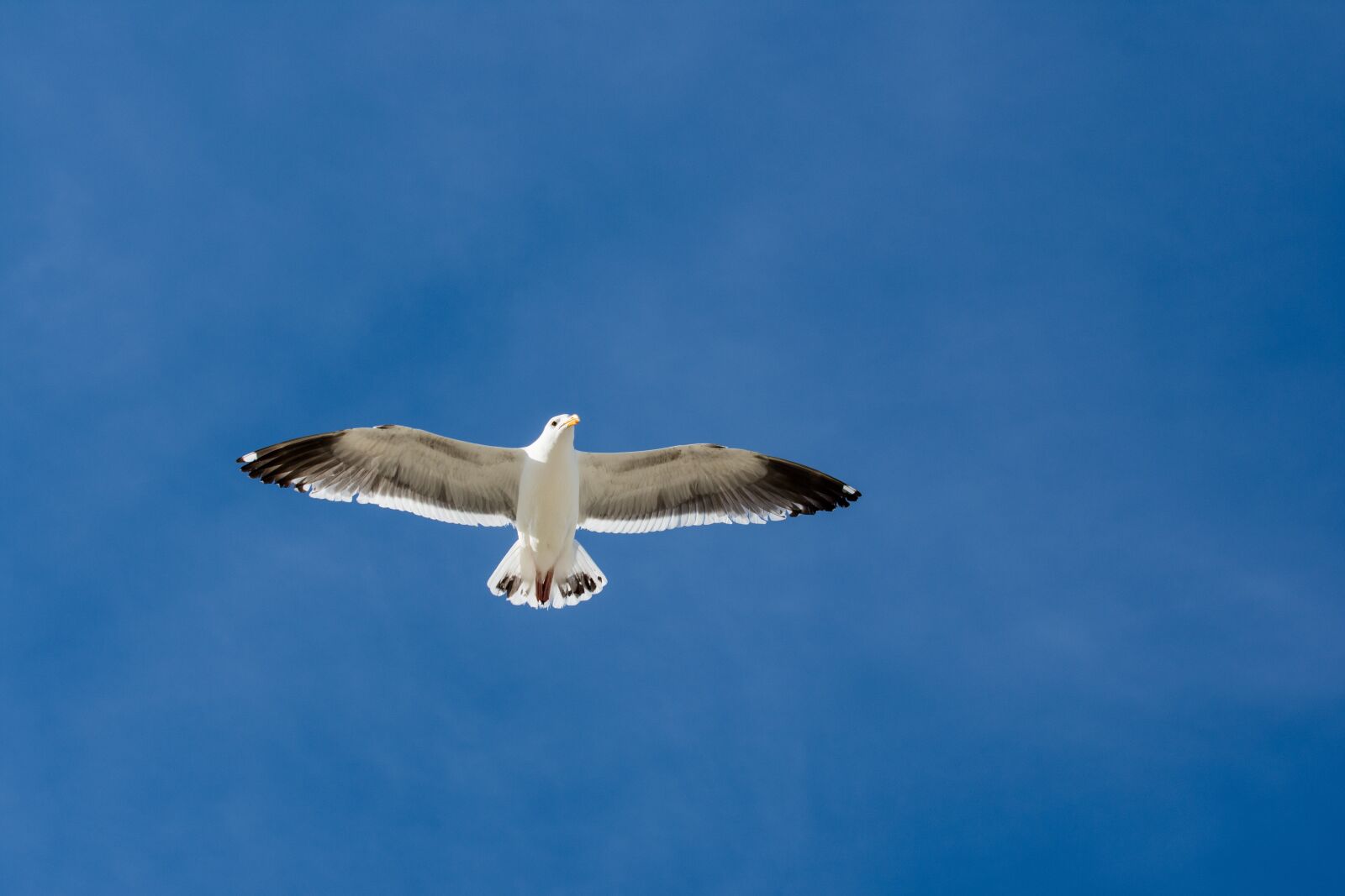 Nikon D7200 sample photo. Seagull, sky, bird photography