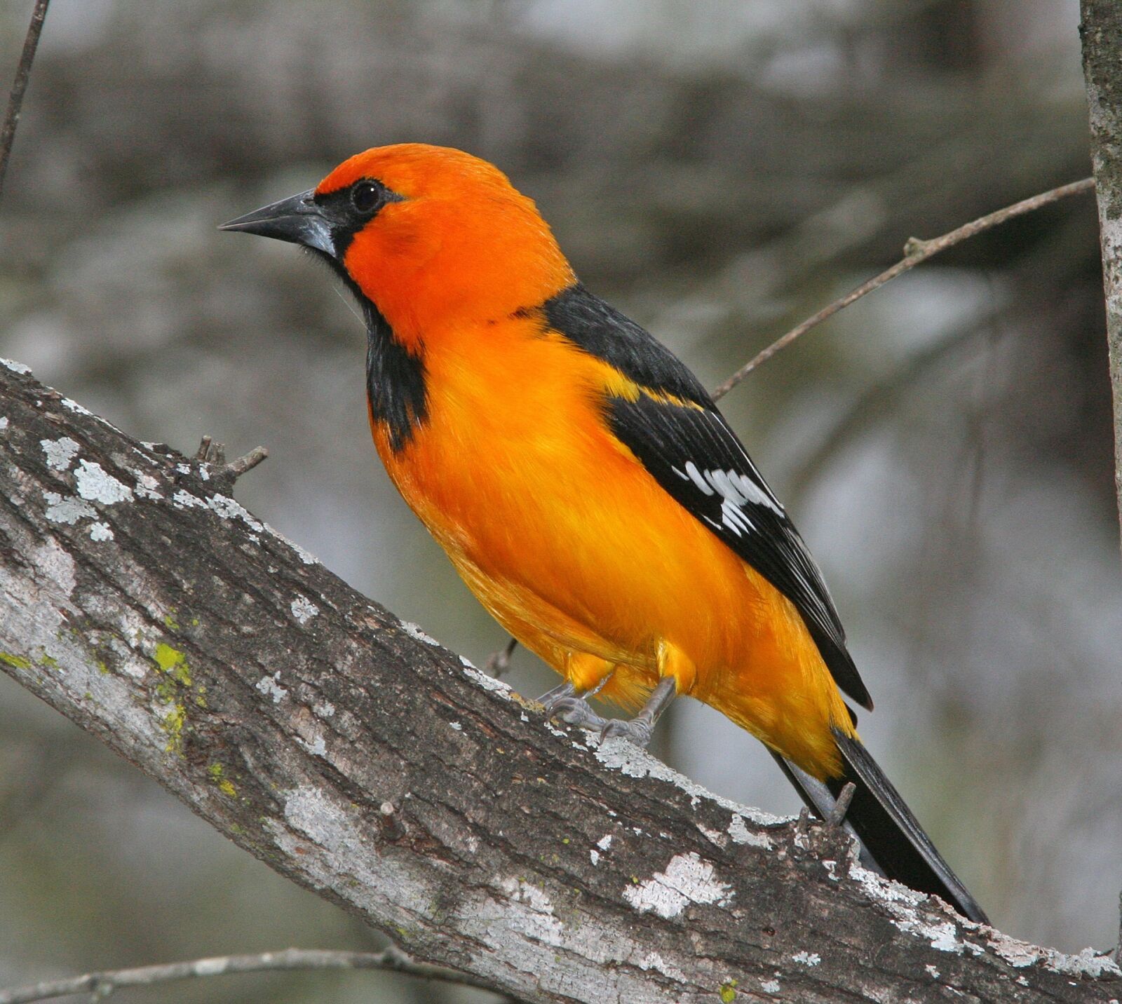 Canon EOS 350D (EOS Digital Rebel XT / EOS Kiss Digital N) sample photo. Oriole, bird, perched photography