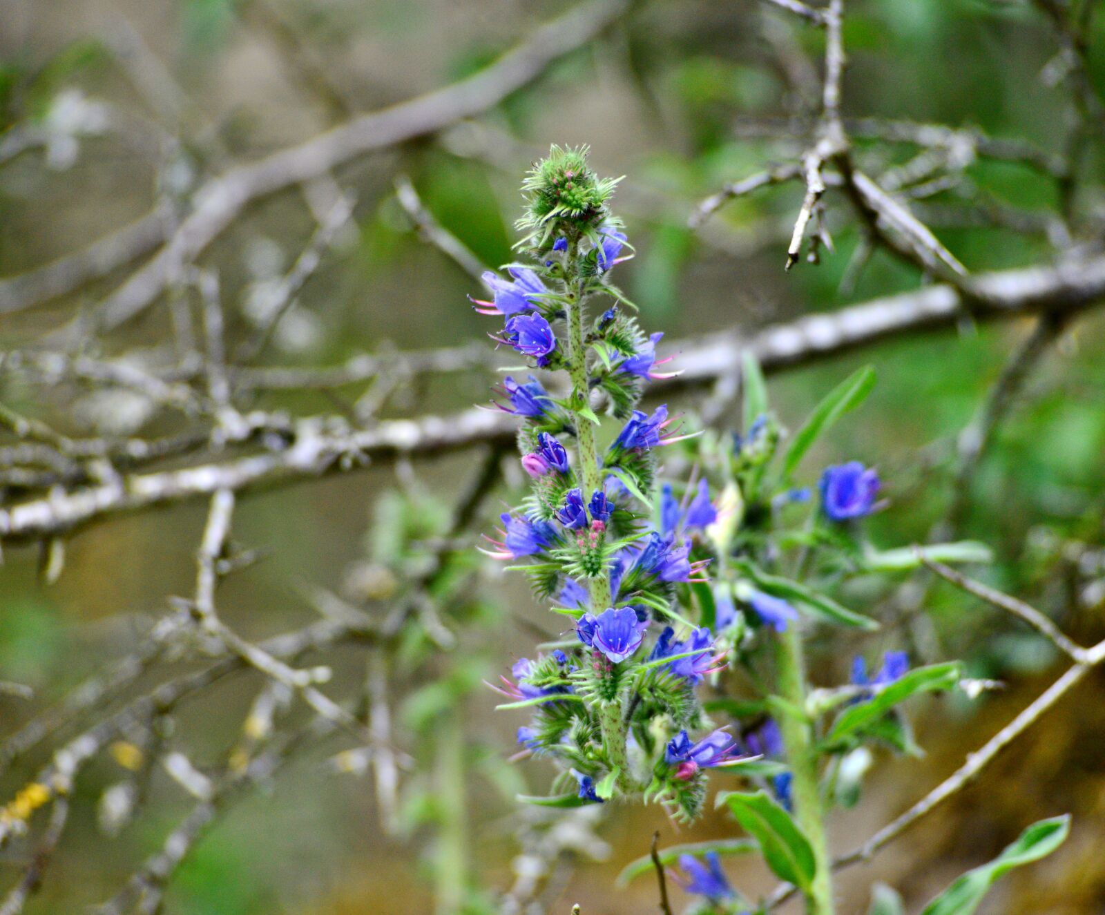 Nikon D600 sample photo. Plant, bloom, nature photography