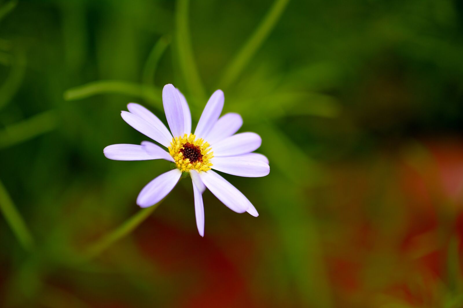 Nikon D5200 sample photo. Fr hlingsbl her, garden photography