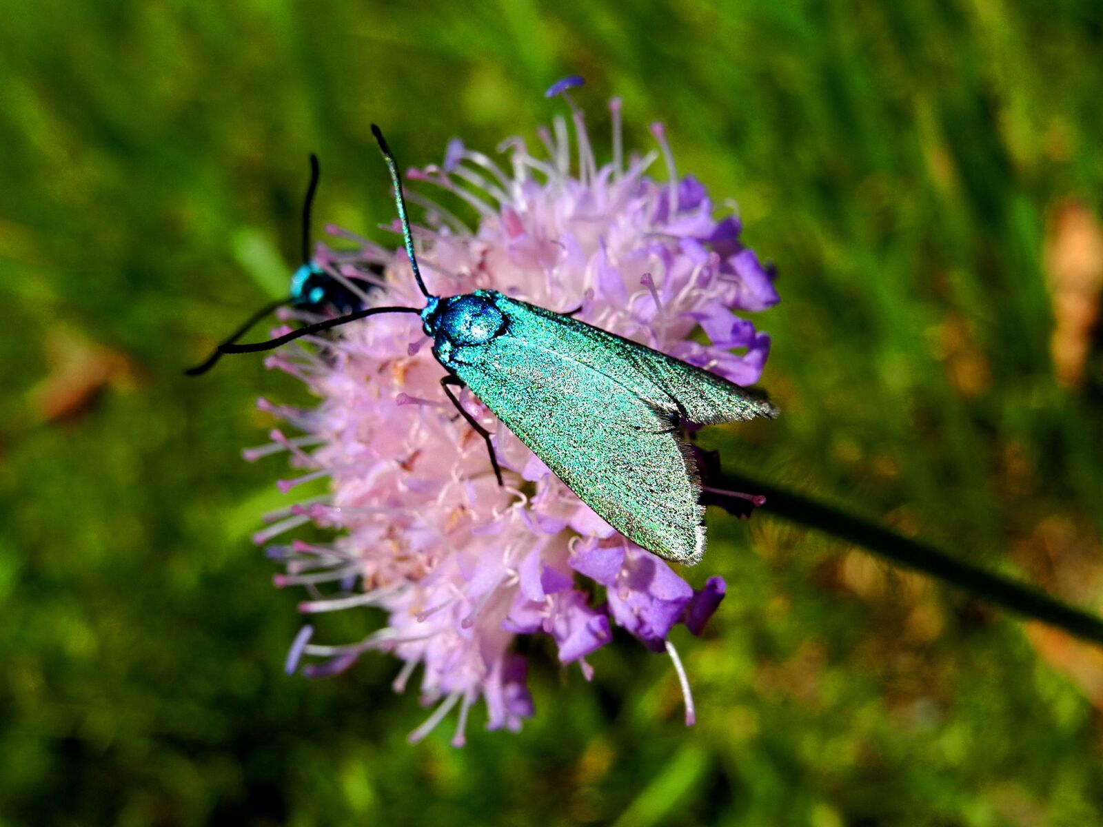 Nikon Coolpix P7000 sample photo. Butterfly, moth, blue photography