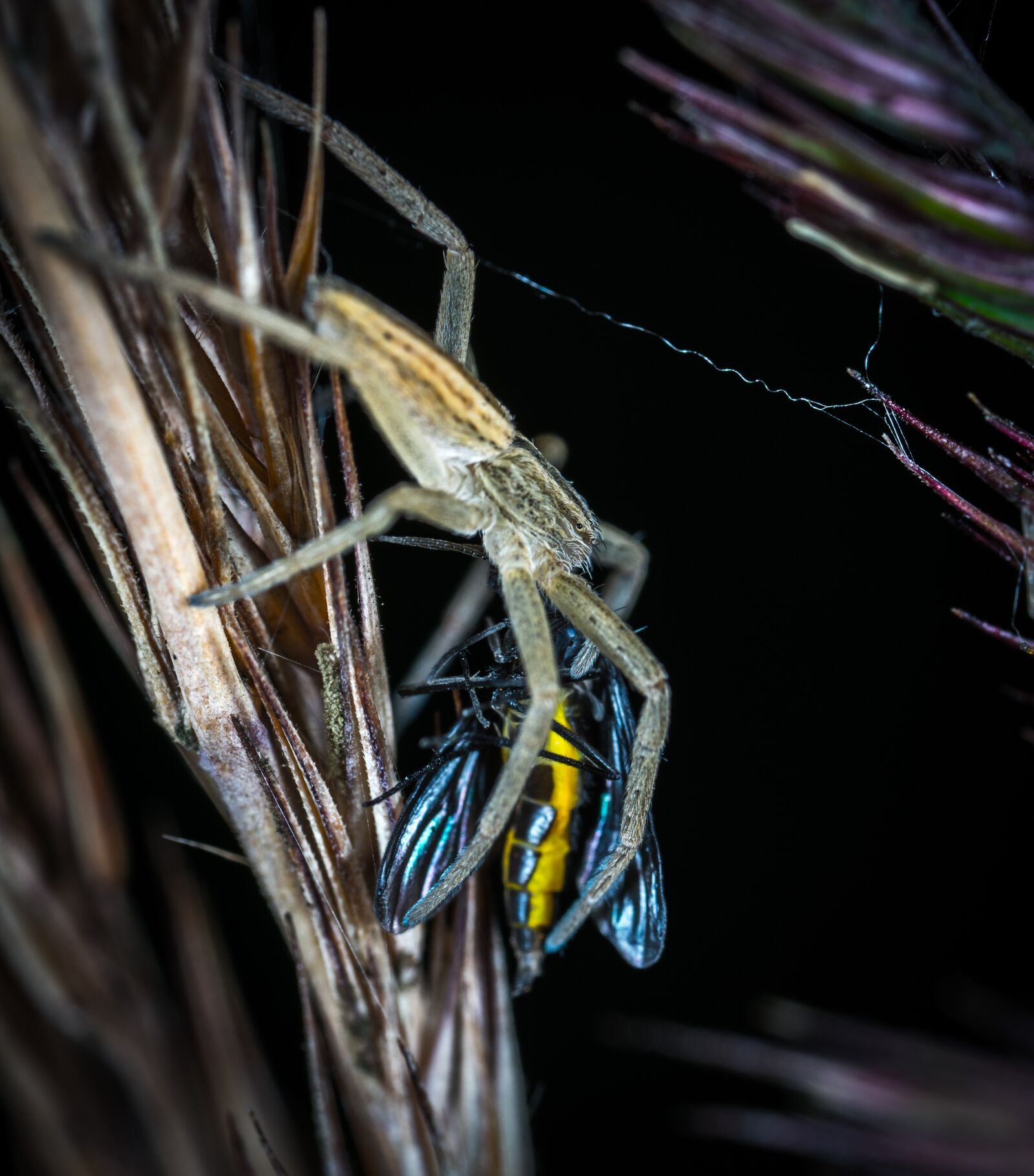 #124 65/2.8 sample photo. Bespozvonochnoe, outdoors, living nature photography