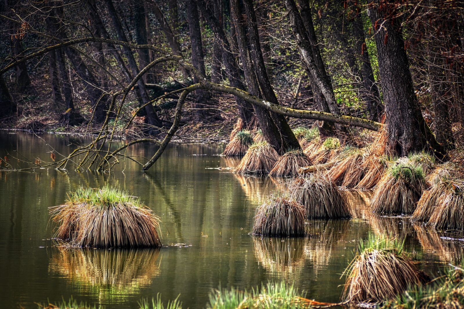 Panasonic Lumix DMC-GX8 sample photo. Forest, lake, pond photography