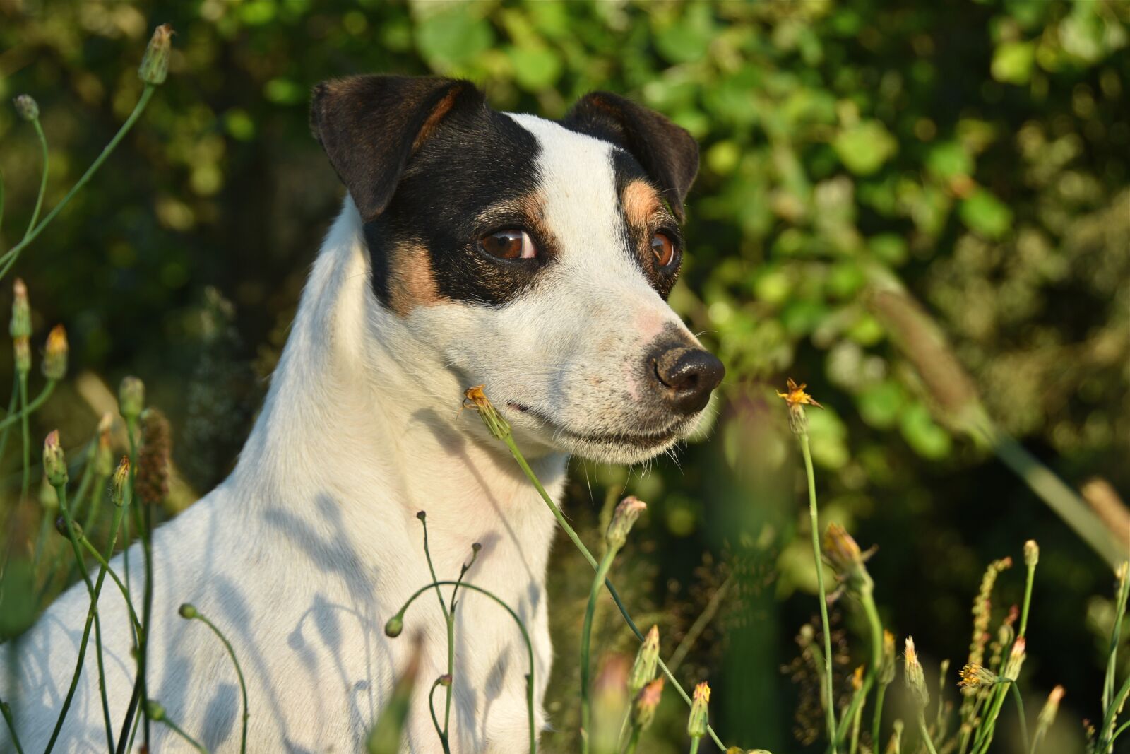 Nikon D5600 sample photo. Jack russel, look, dog photography