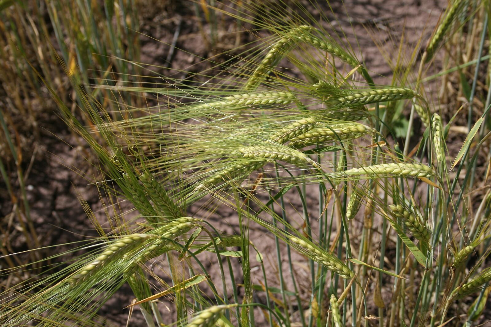 Canon EOS 400D (EOS Digital Rebel XTi / EOS Kiss Digital X) sample photo. Harvest, wheat, cereals photography