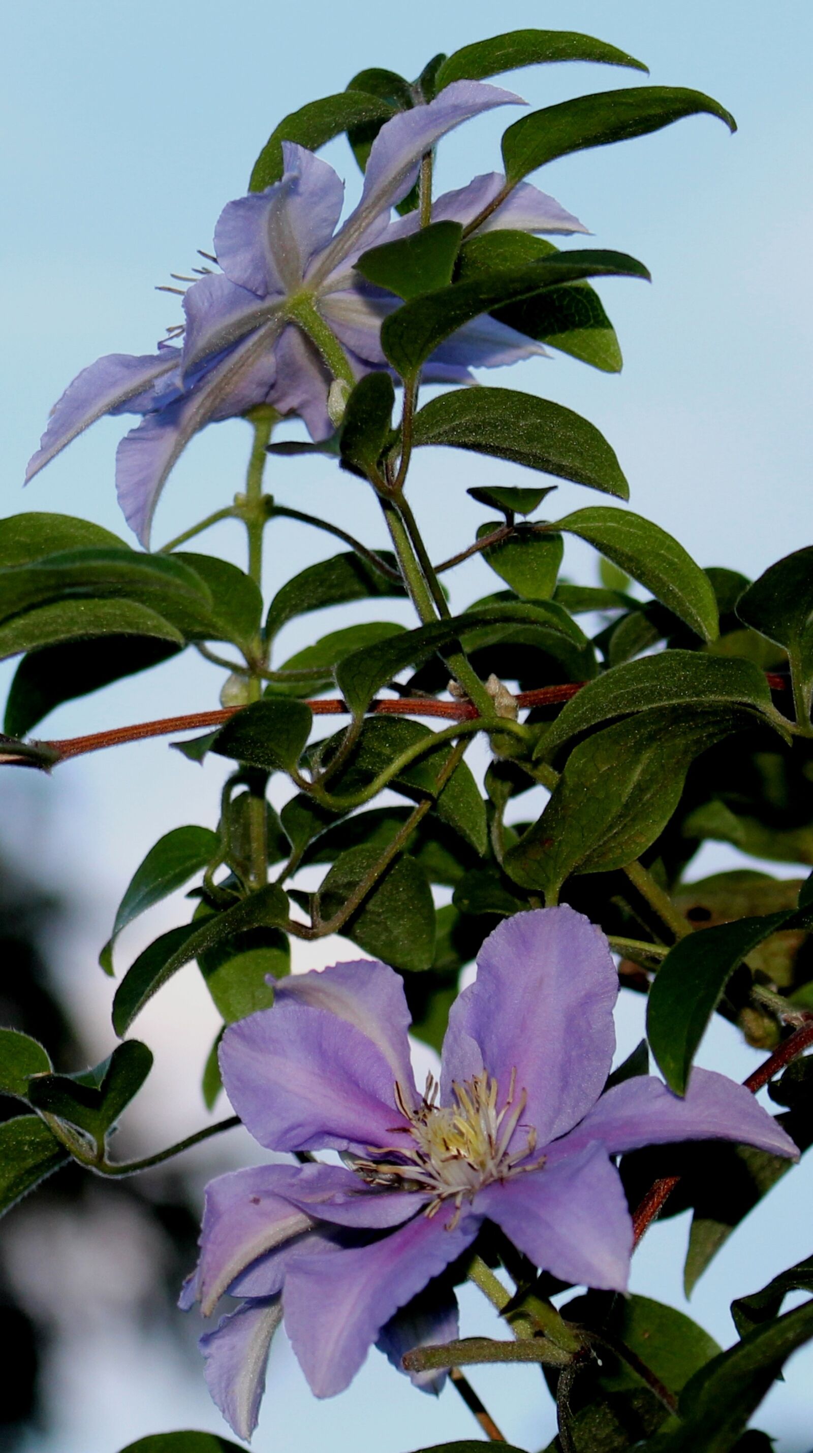 Canon EOS 700D (EOS Rebel T5i / EOS Kiss X7i) sample photo. Clematis, flowers, leaves photography