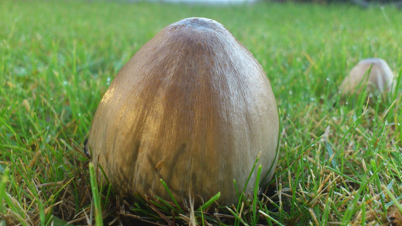 Sony Ericsson Xperia Neo sample photo. Mushroom, within the, grass photography