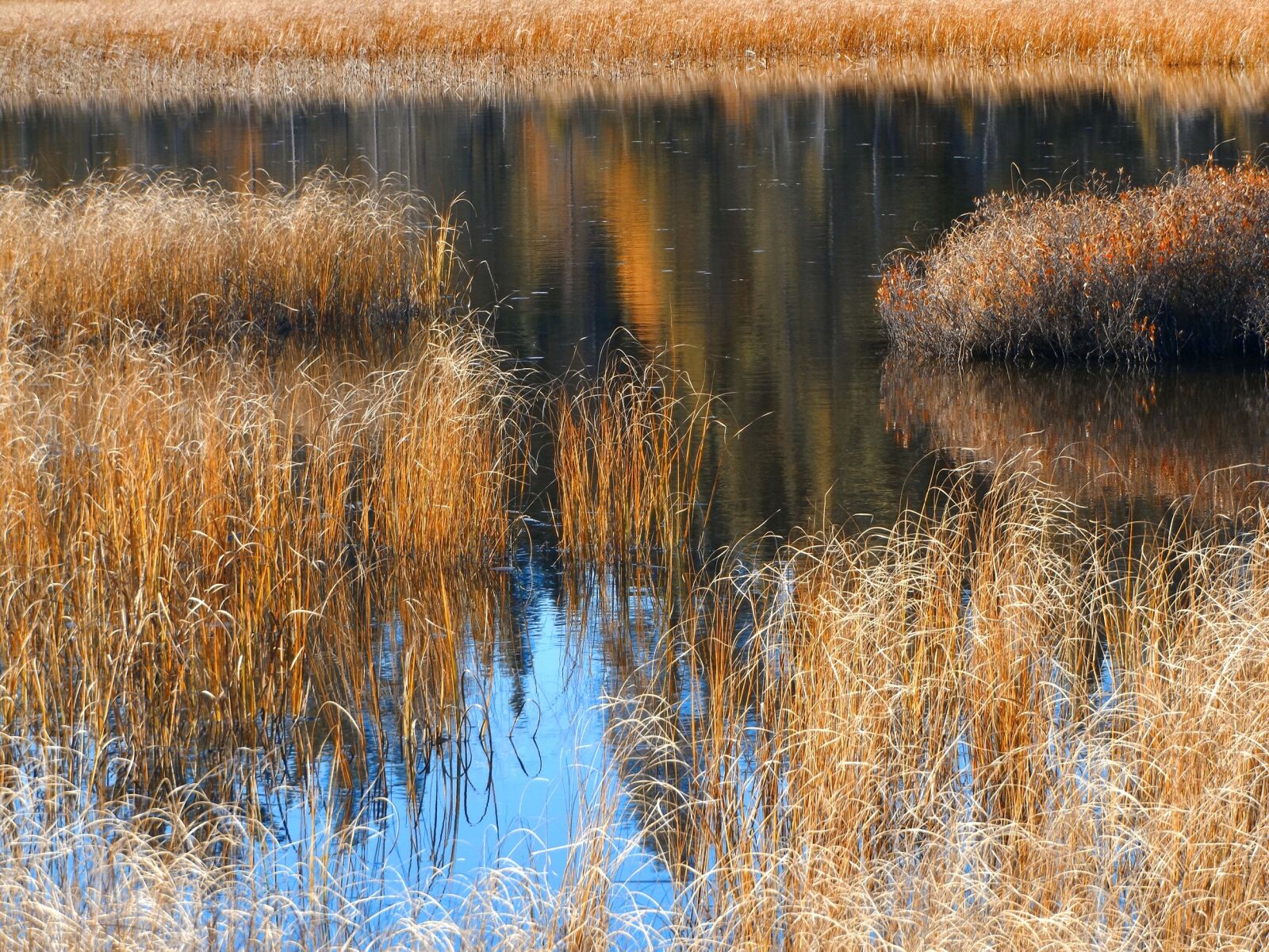 Fujifilm FinePix S8600 sample photo. Autumn, grasses, reflections photography