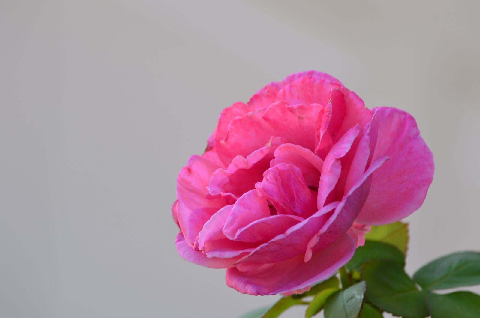 Nikon D5100 sample photo. Rose, flower, pink photography
