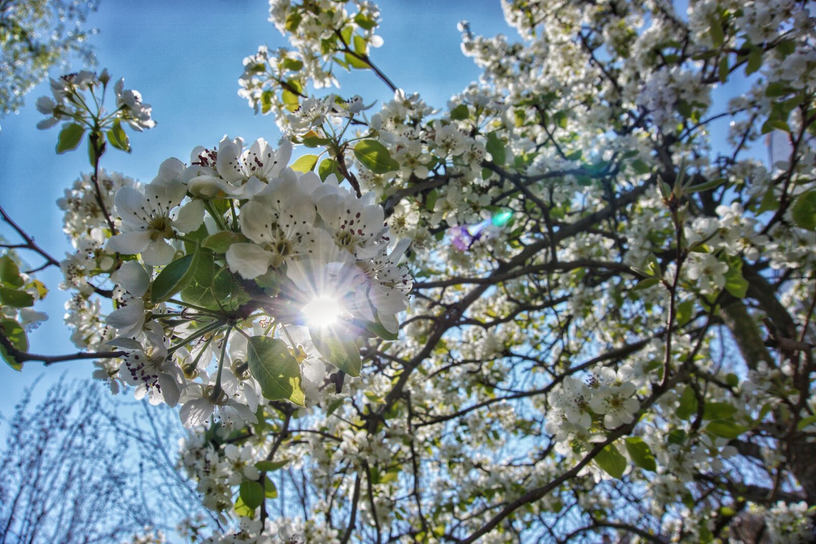 Sony a6000 sample photo. Cherry blossom tree, sun photography