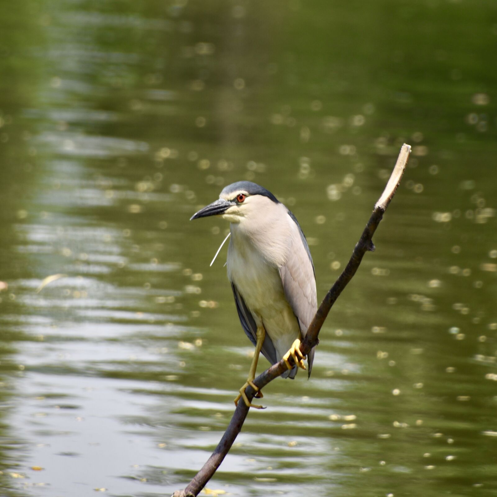 Nikon D7200 sample photo. Birds, night heron, bird photography