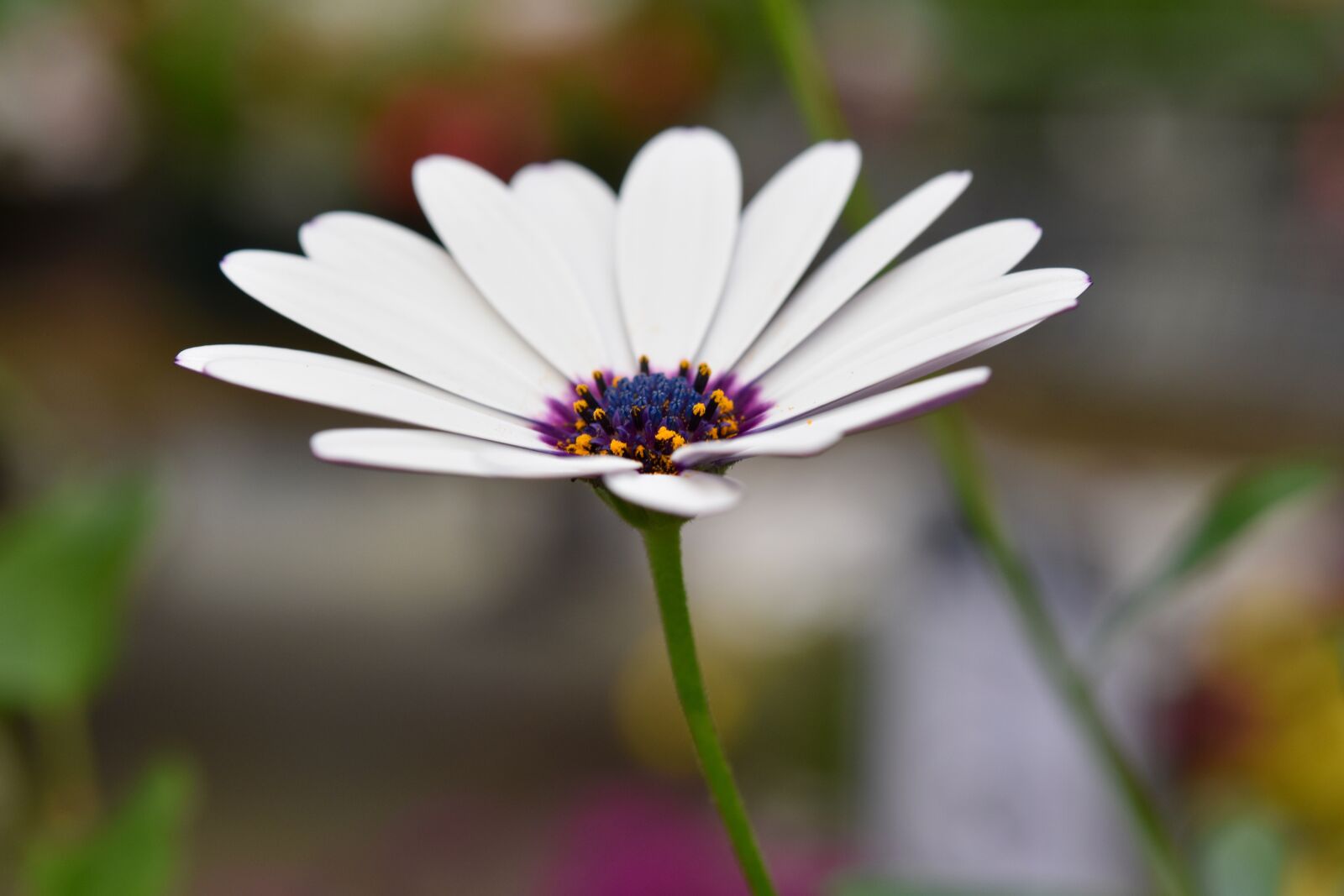 Nikon D5600 sample photo. Flower, daisy flower, white photography