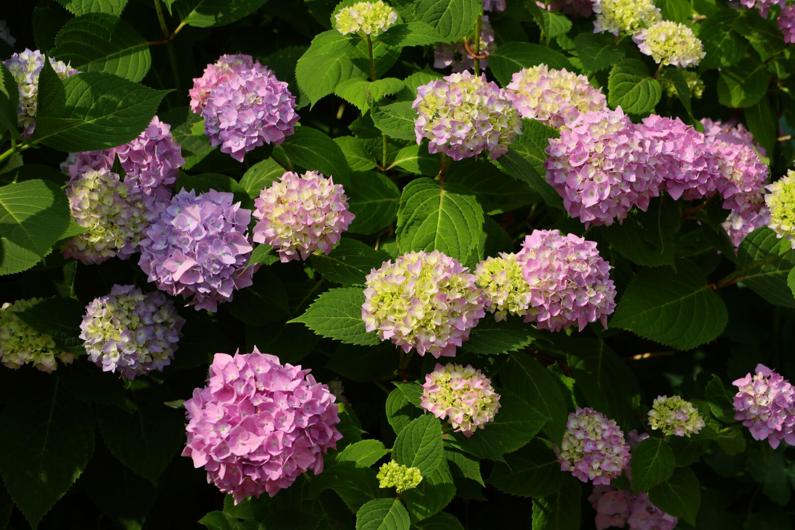 Canon EOS M5 + Canon EF-M 18-150mm F3.5-6.3 IS STM sample photo. Hydrangea, flower, blossom photography