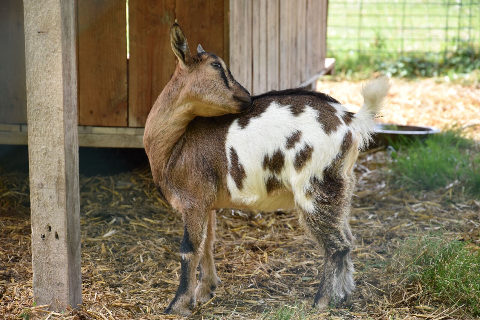 Nikon D5500 sample photo. Goat, animal, domestic photography