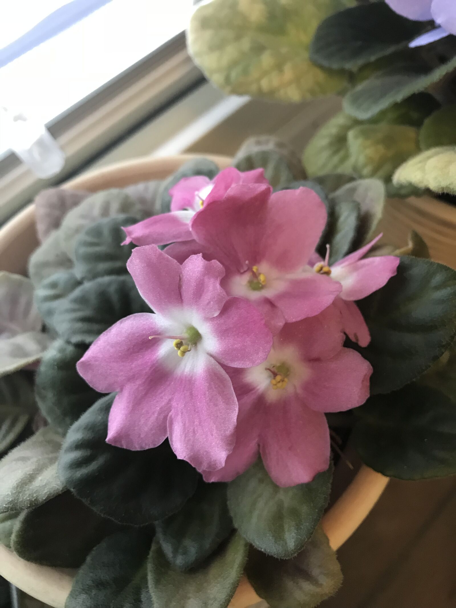 Apple iPhone 7 sample photo