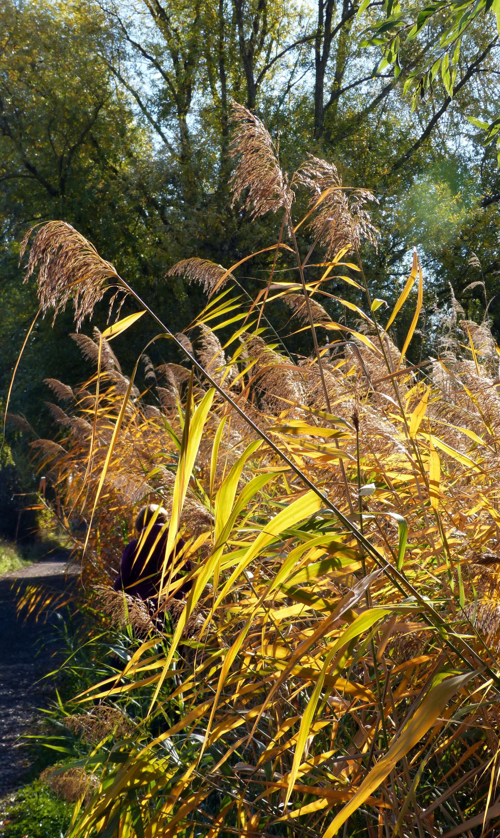 Panasonic DMC-FZ62 sample photo. Reed, autumn, nature photography