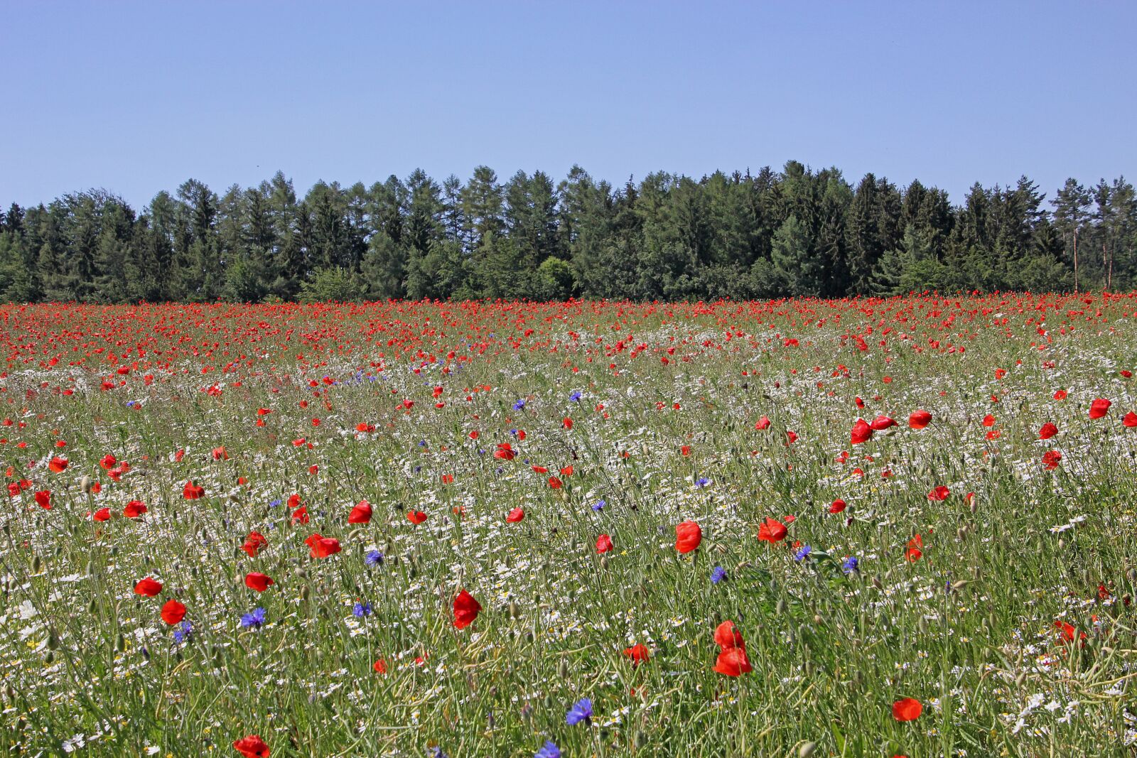 Canon EOS 60D + Tamron 16-300mm F3.5-6.3 Di II VC PZD Macro sample photo. Field of poppies, poppies photography