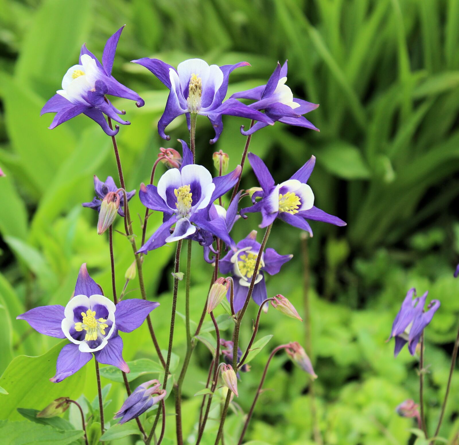Canon EOS 600D (Rebel EOS T3i / EOS Kiss X5) sample photo. Akelei, flower, purple photography