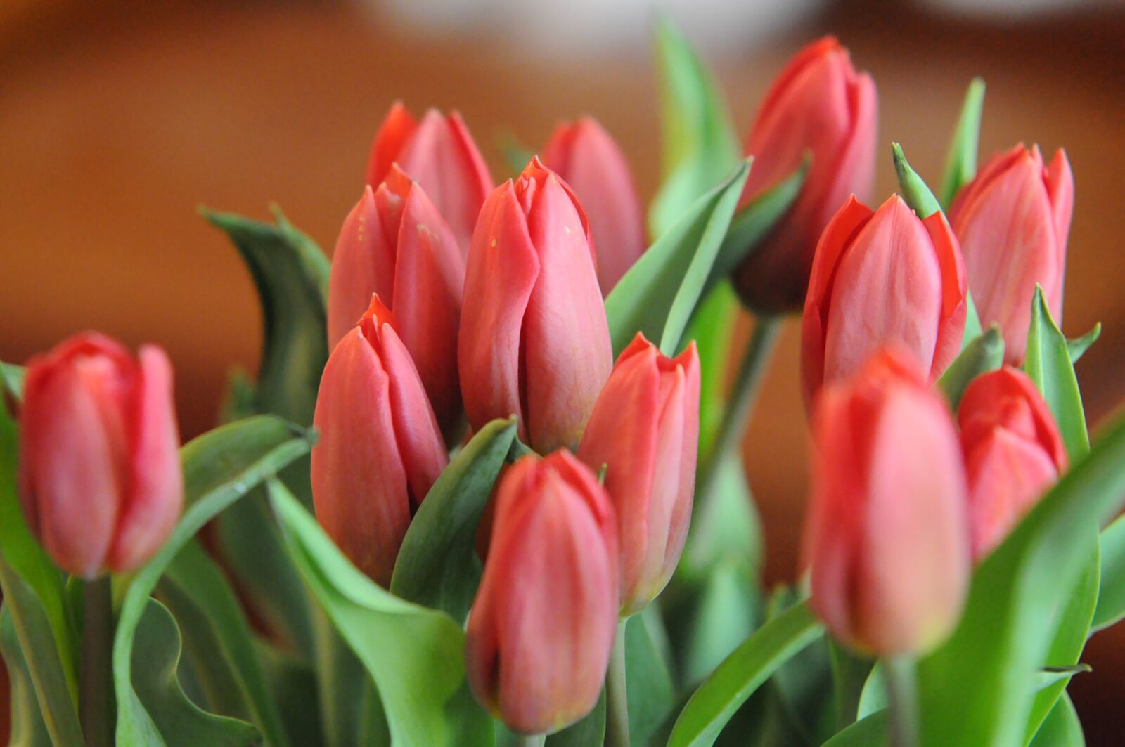 Nikon D300 sample photo. Tulips, flowers, tulip photography